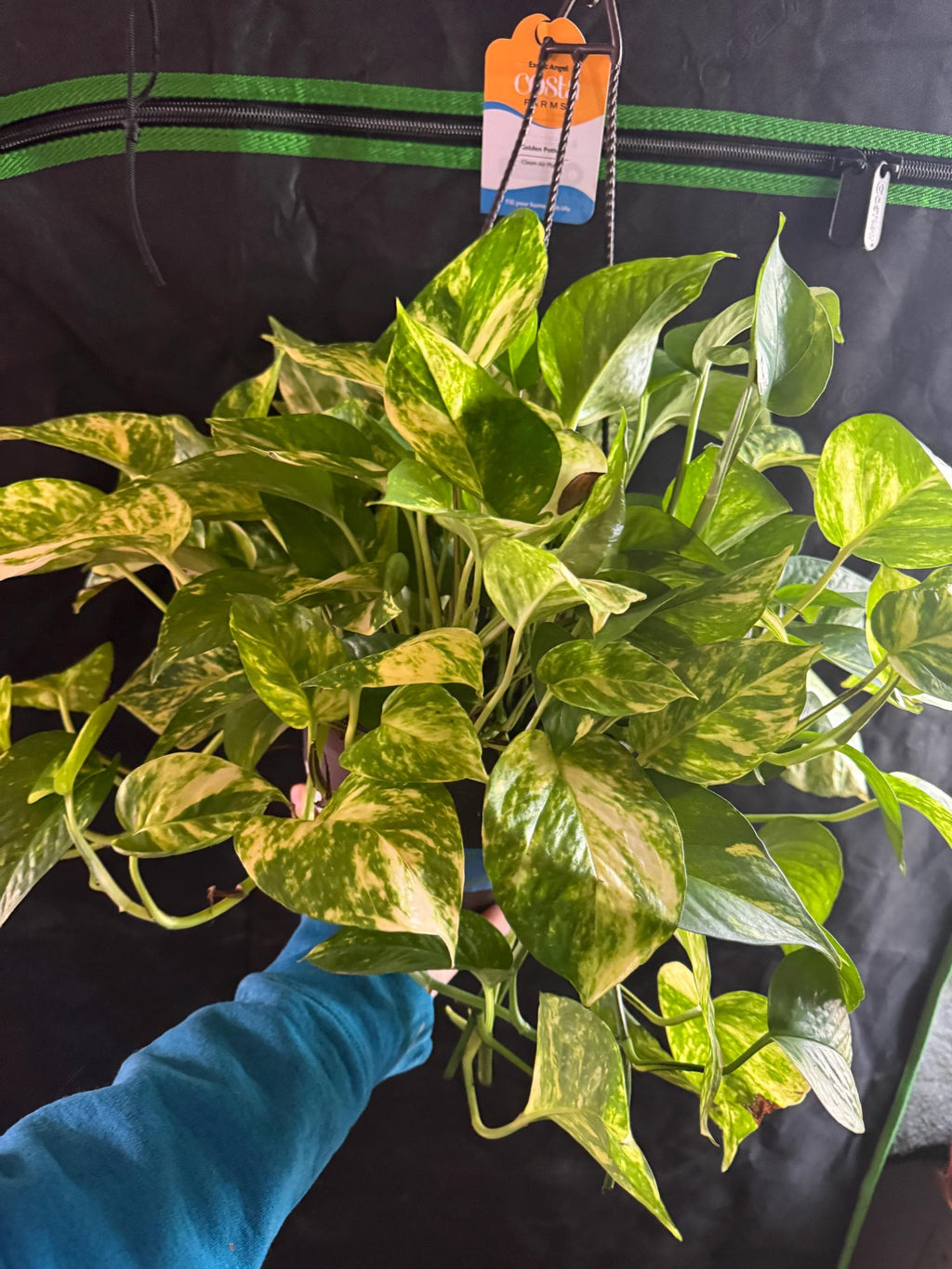 Epipremnum aureum ‘Golden’ | Golden Pothos Unrooted Cutting | Healthy & Thriving | Indoor Propagation