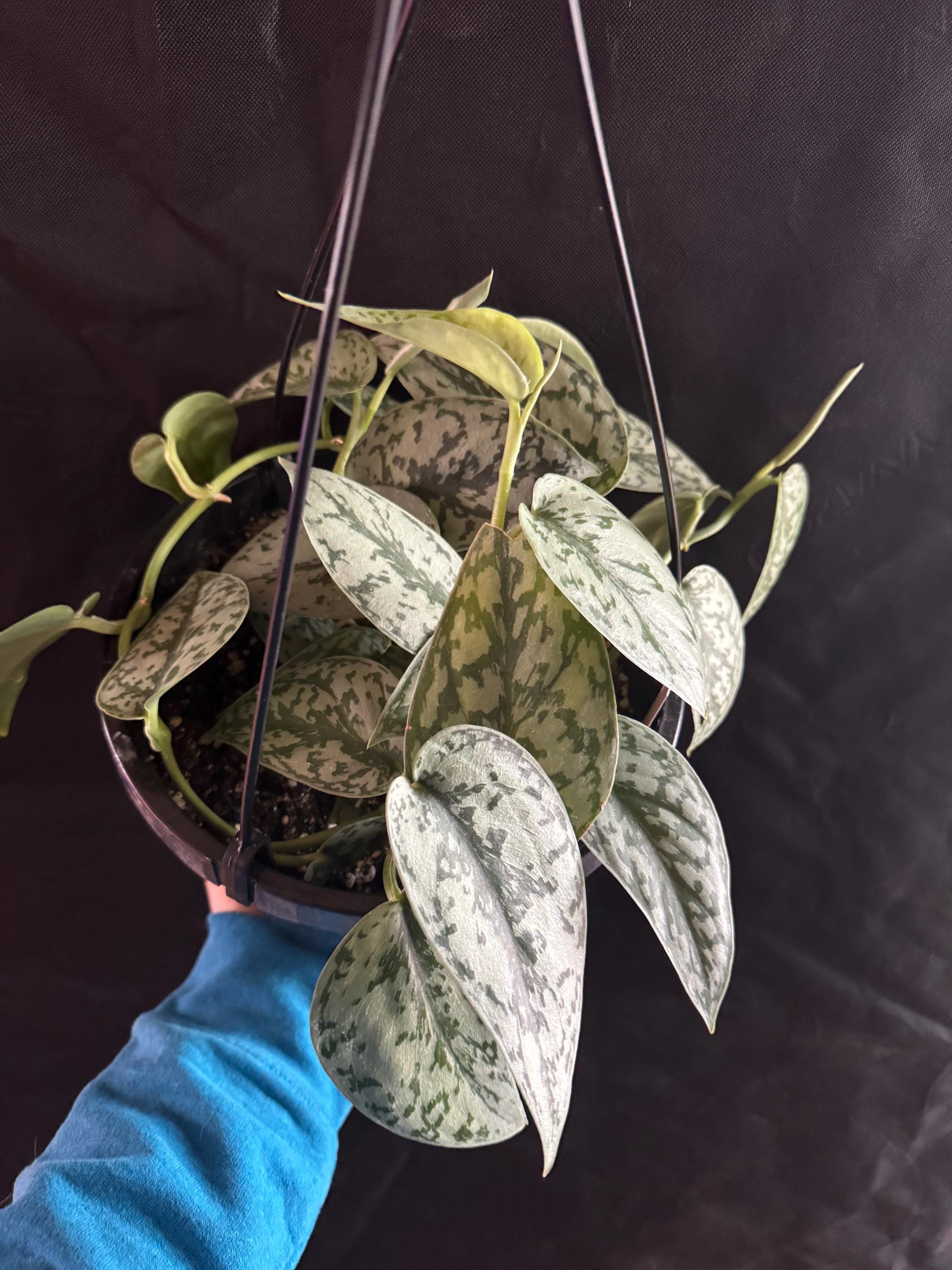 Scindapsus ‘Silver Lady’ | Satin Pothos | Unrooted Cuttings/Propagations
