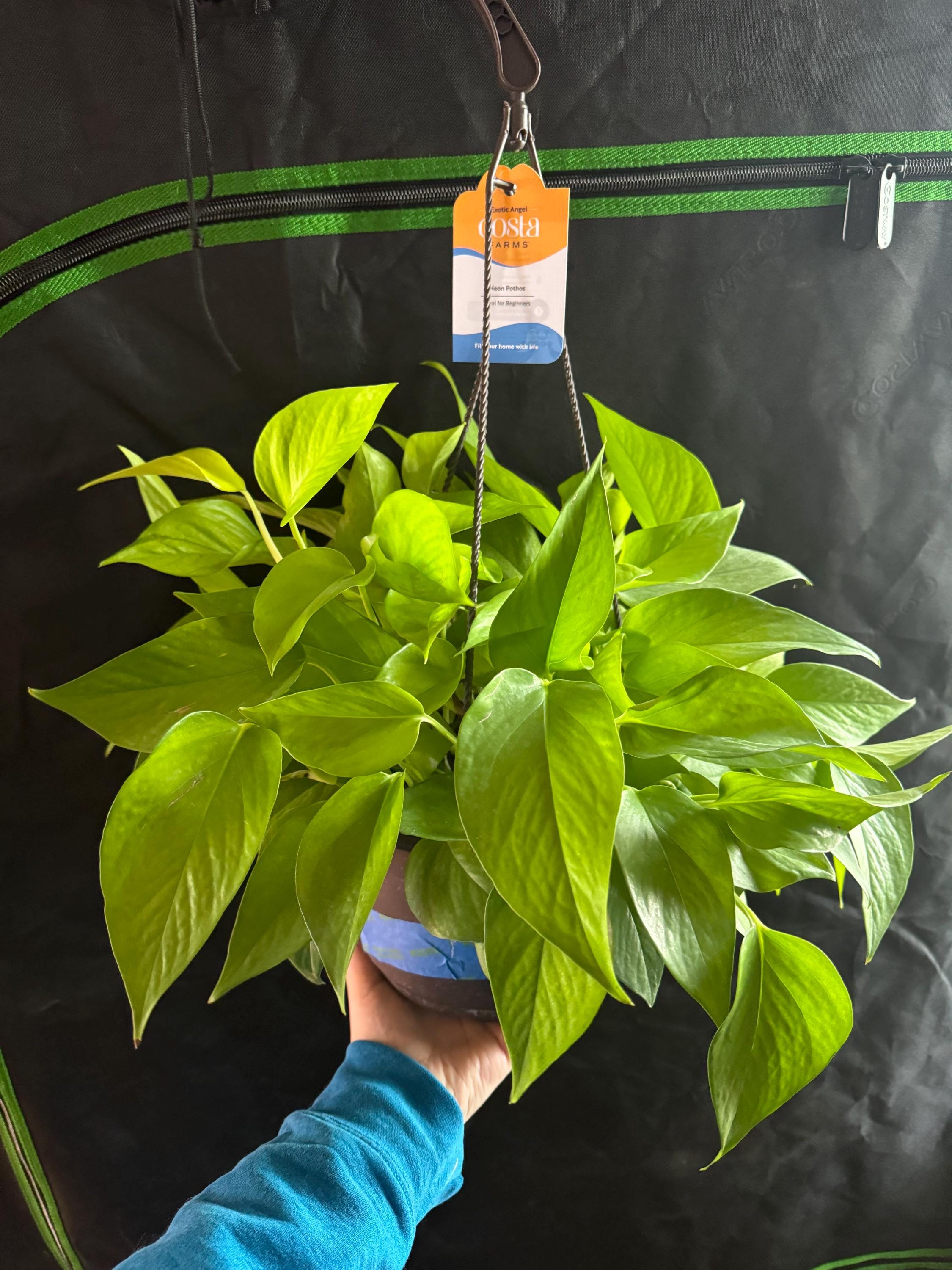 Epipremnum aureum ‘Neon’ | Neon Pothos Unrooted Cutting | Easy Propagation | Bright Trailing Houseplant