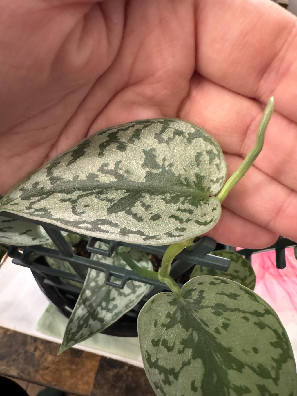 Scindapsus ‘Silver Lady’ | Satin Pothos | Unrooted Cuttings/Propagations