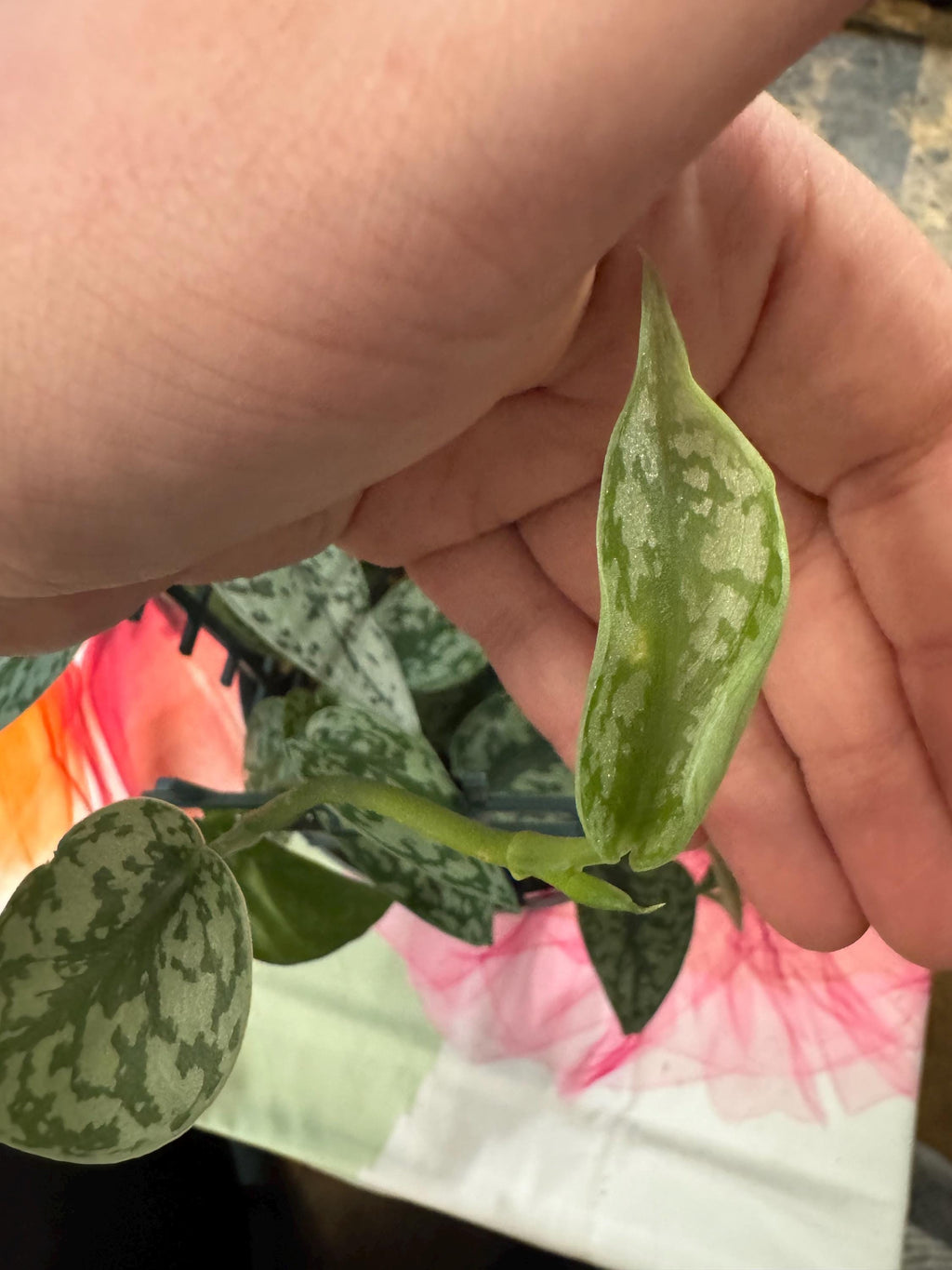 Scindapsus ‘Silver Lady’ | Satin Pothos | Unrooted Cuttings/Propagations