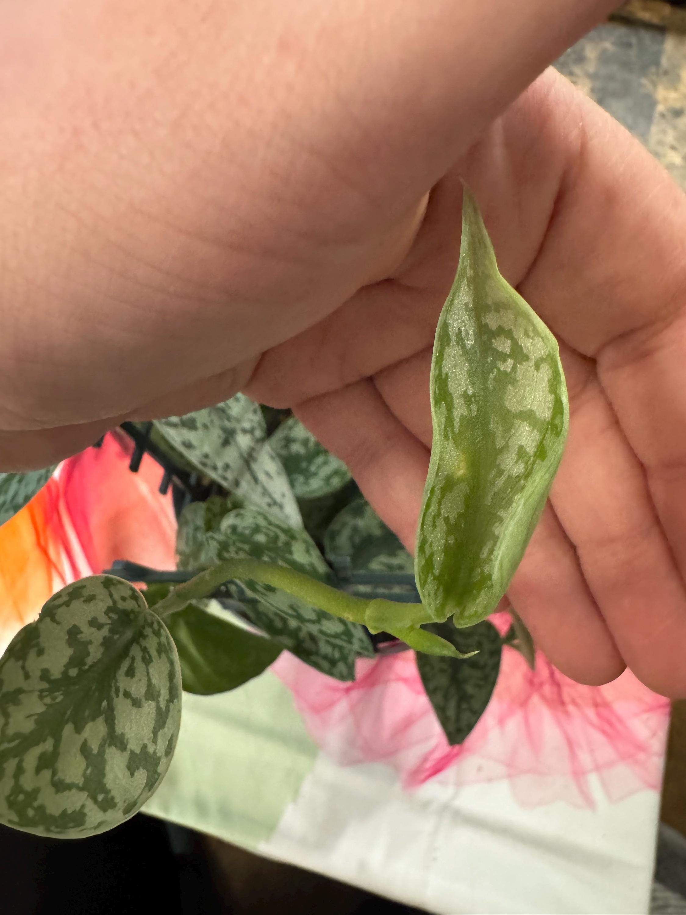 Scindapsus ‘Silver Lady’ | Satin Pothos | Unrooted Cuttings/Propagations