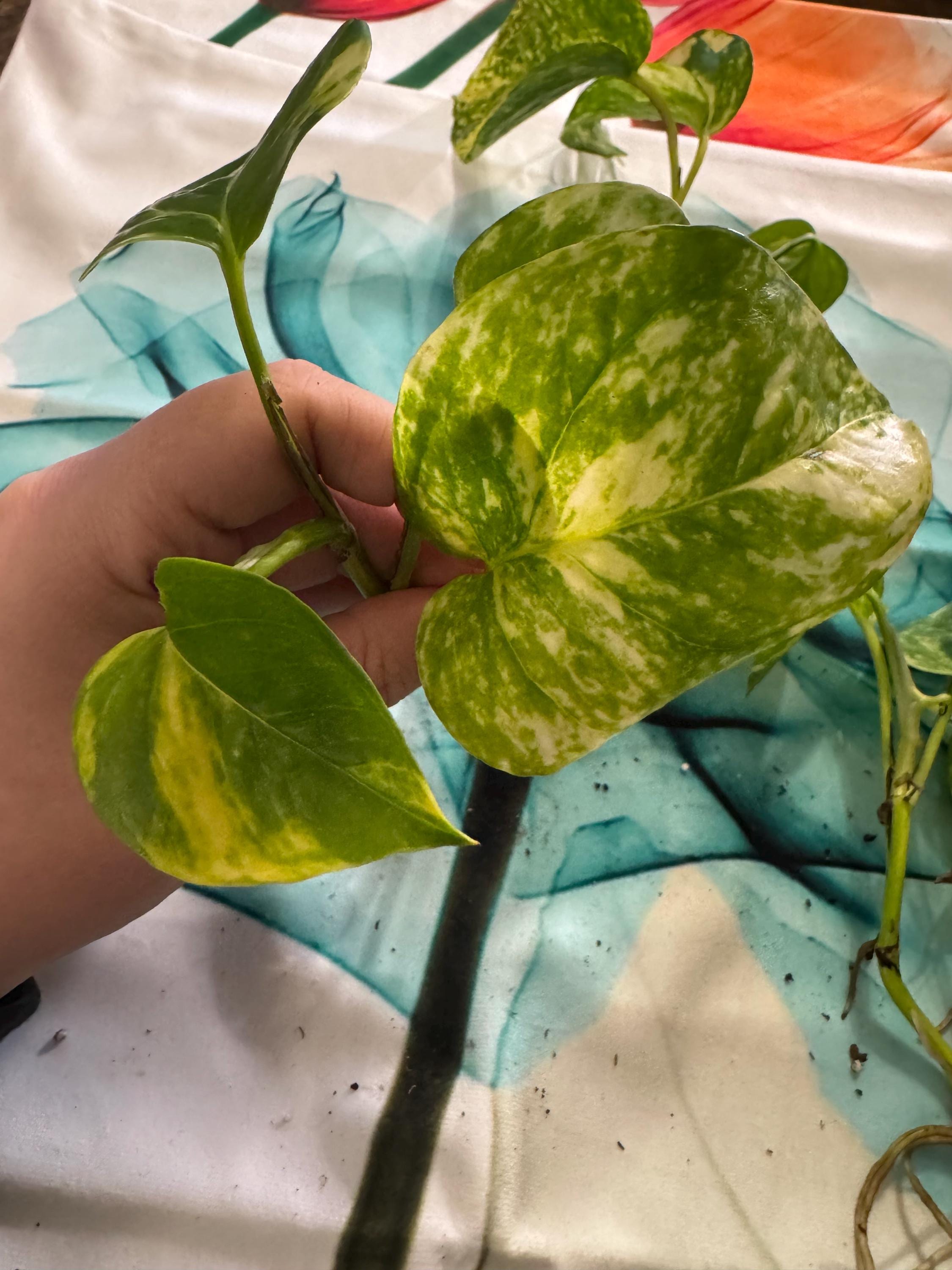 Epipremnum aureum ‘Golden’ | Golden Pothos Unrooted Cutting | Healthy & Thriving | Indoor Propagation