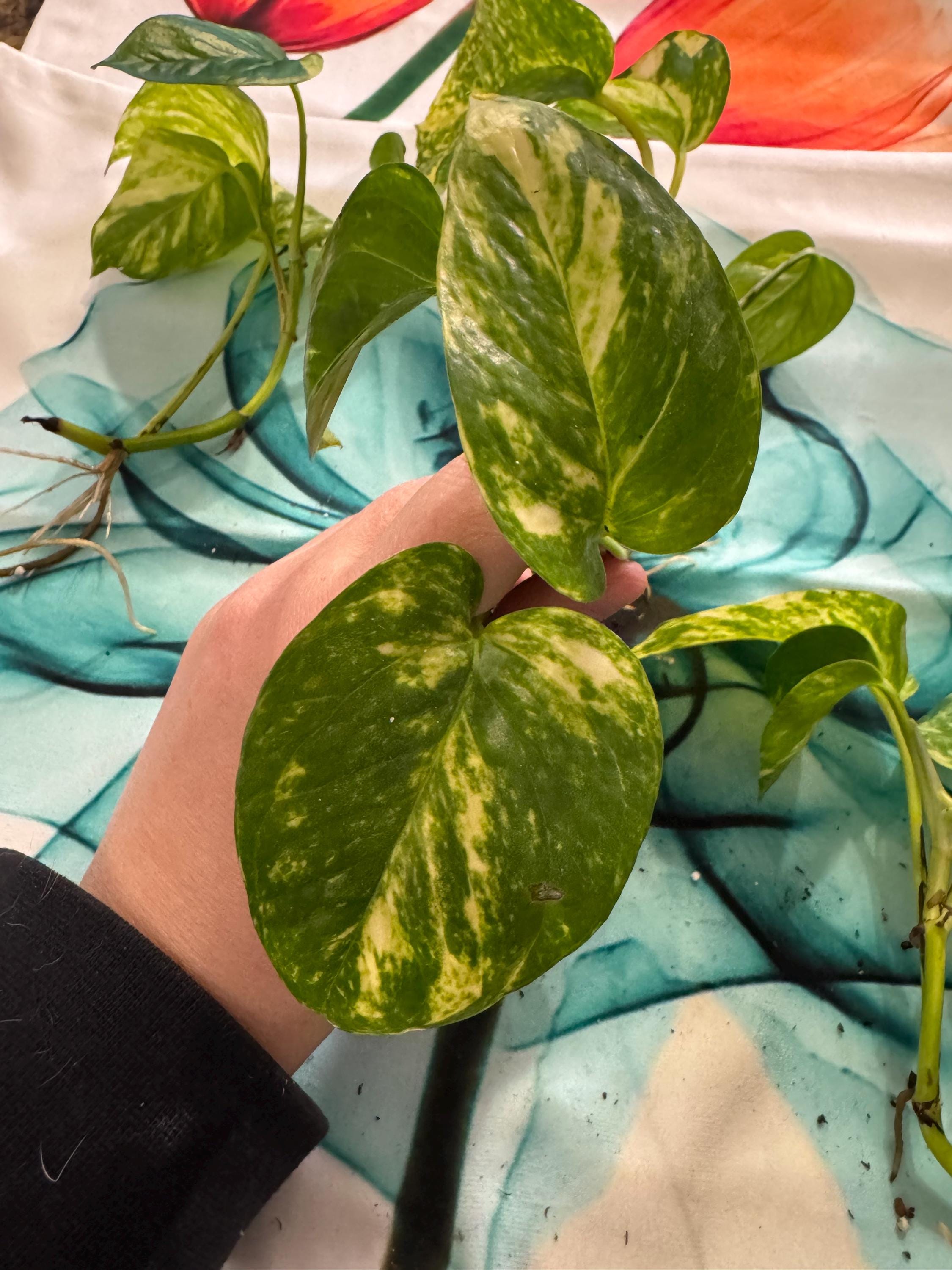Epipremnum aureum ‘Golden’ | Golden Pothos Unrooted Cutting | Healthy & Thriving | Indoor Propagation