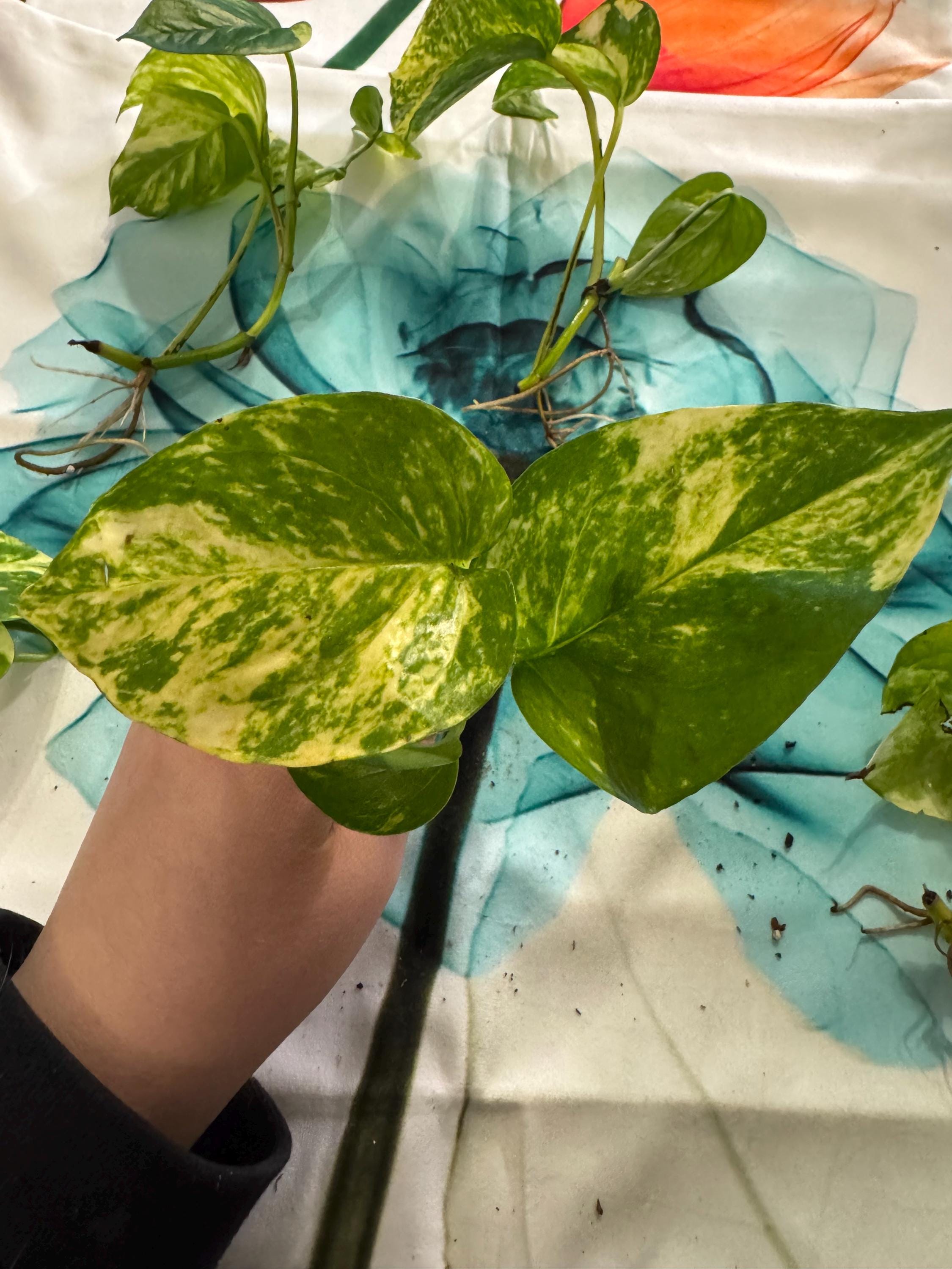 Epipremnum aureum ‘Golden’ | Golden Pothos Unrooted Cutting | Healthy & Thriving | Indoor Propagation