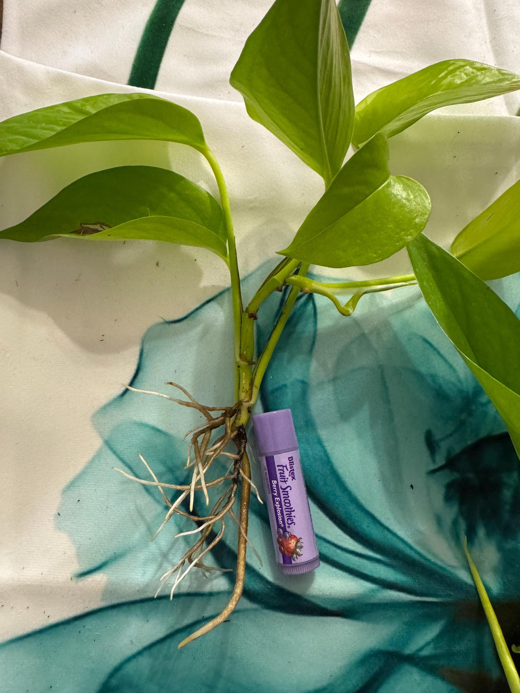 Epipremnum aureum ‘Neon’ | Neon Pothos Unrooted Cutting | Easy Propagation | Bright Trailing Houseplant