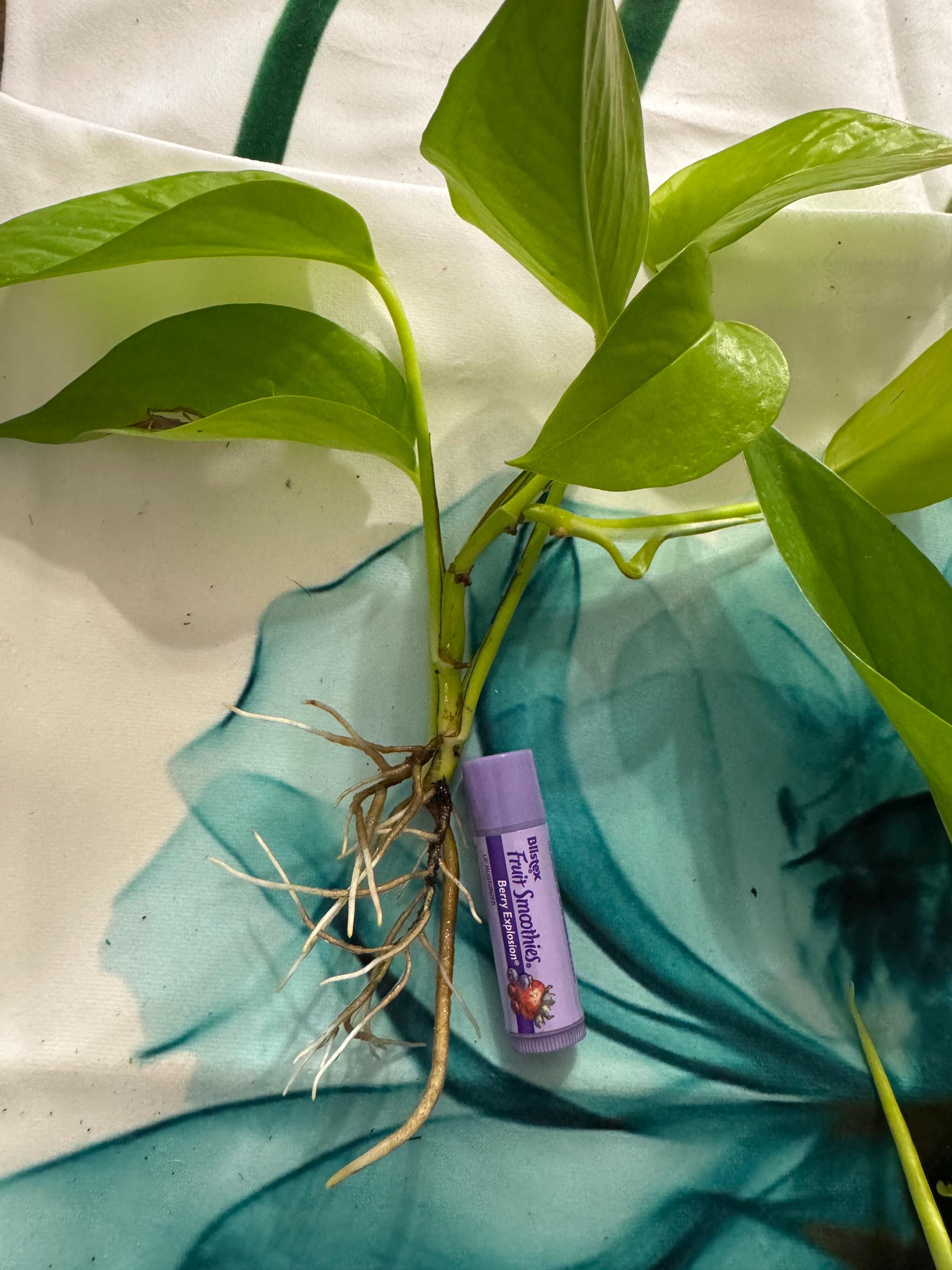 Epipremnum aureum ‘Neon’ | Neon Pothos Unrooted Cutting | Easy Propagation | Bright Trailing Houseplant