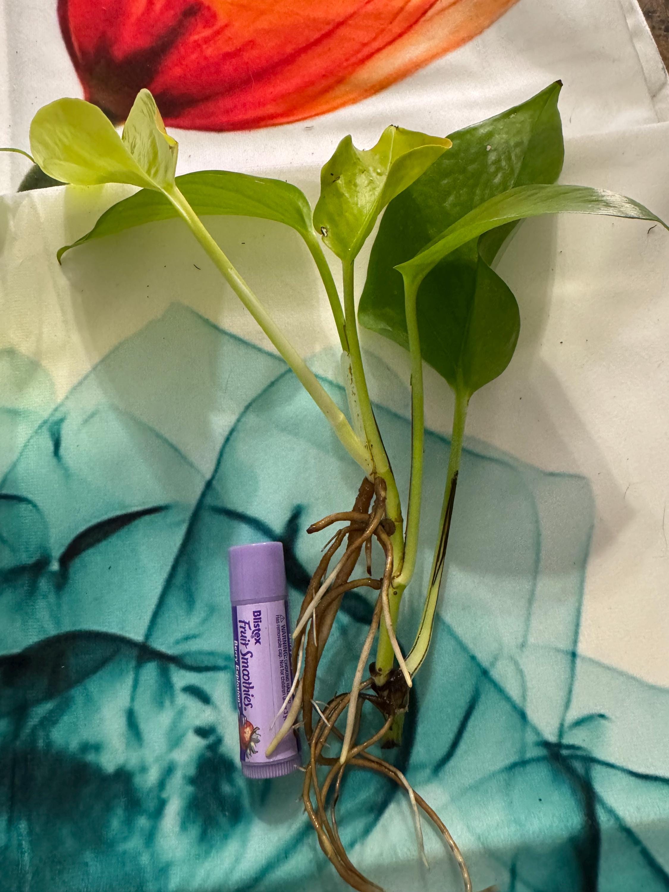 Epipremnum aureum ‘Neon’ | Neon Pothos Unrooted Cutting | Easy Propagation | Bright Trailing Houseplant