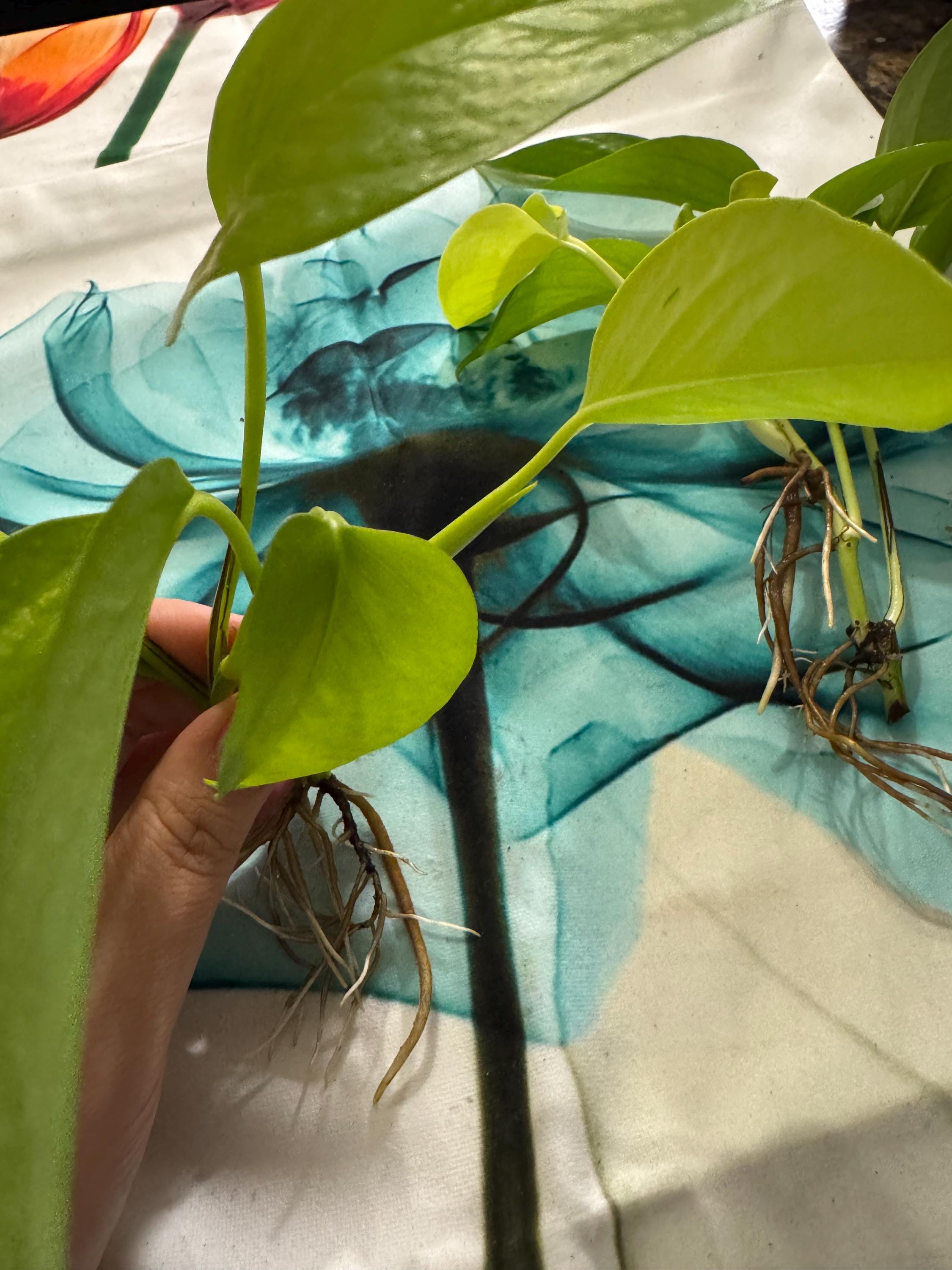 Epipremnum aureum ‘Neon’ | Neon Pothos Unrooted Cutting | Easy Propagation | Bright Trailing Houseplant