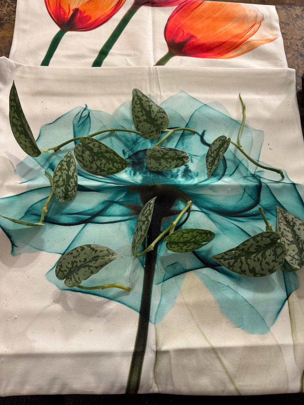 Scindapsus ‘Silver Lady’ | Satin Pothos | Unrooted Cuttings/Propagations