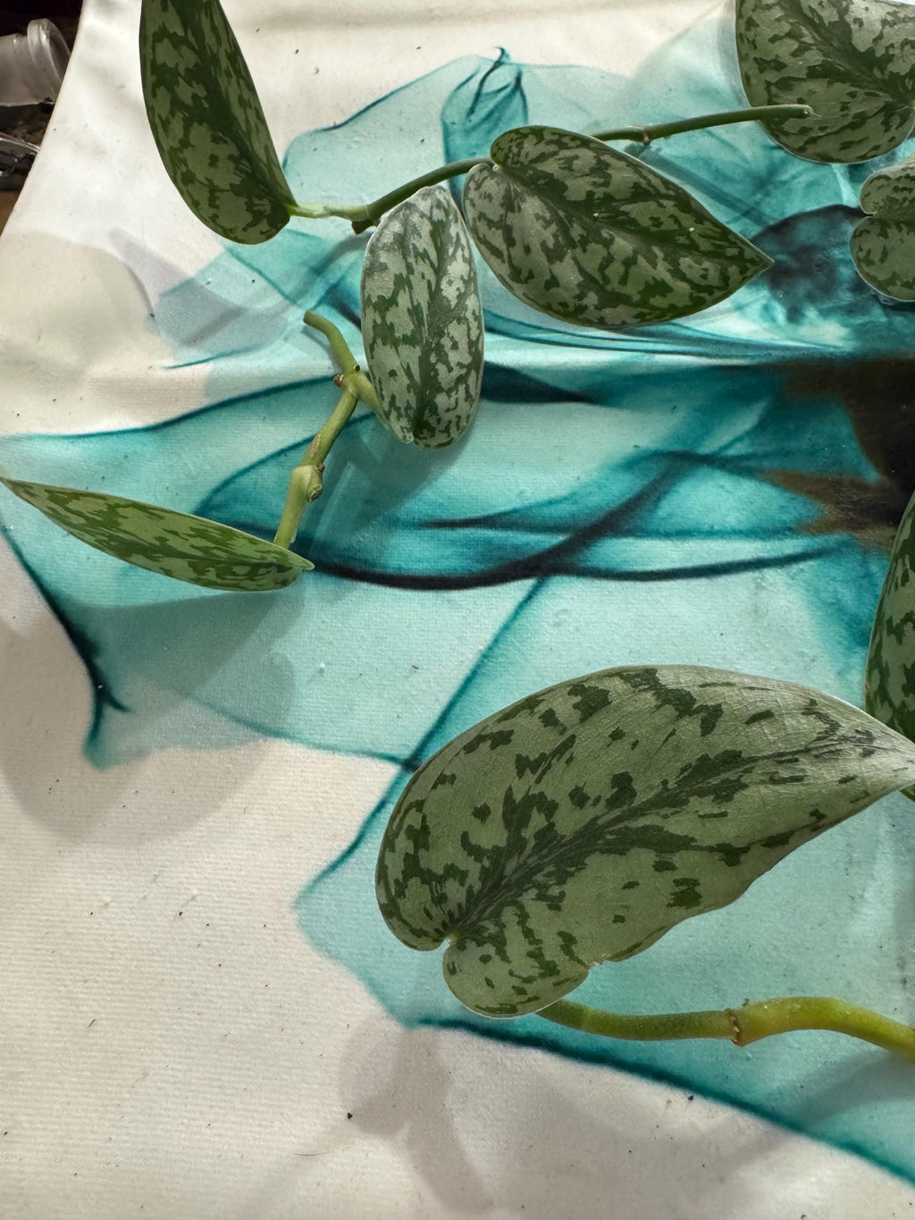 Scindapsus ‘Silver Lady’ | Satin Pothos | Unrooted Cuttings/Propagations
