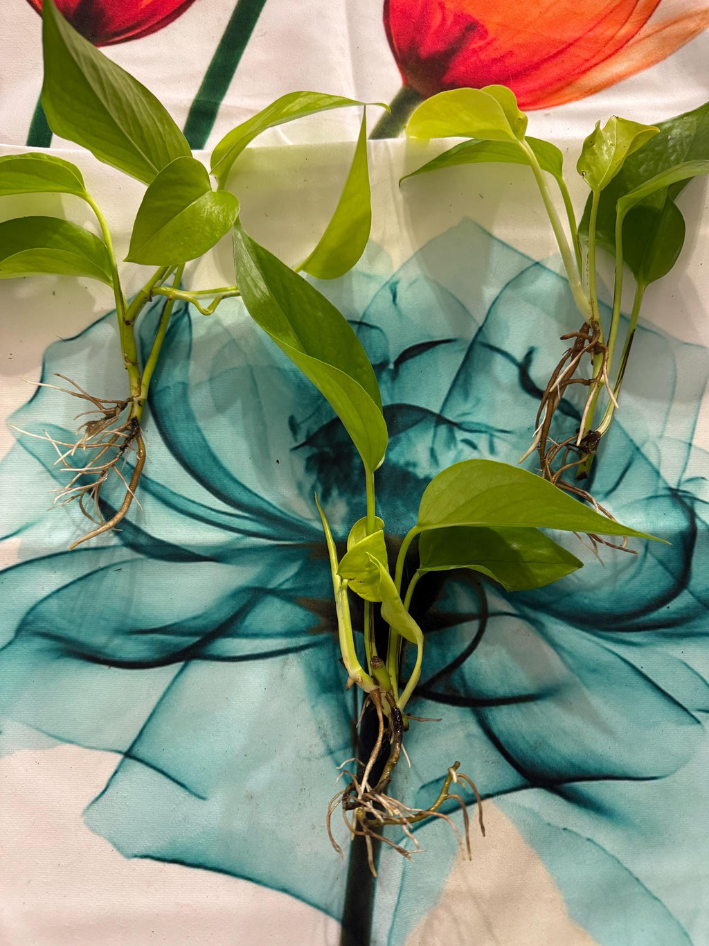 Epipremnum aureum ‘Neon’ | Neon Pothos Unrooted Cutting | Easy Propagation | Bright Trailing Houseplant