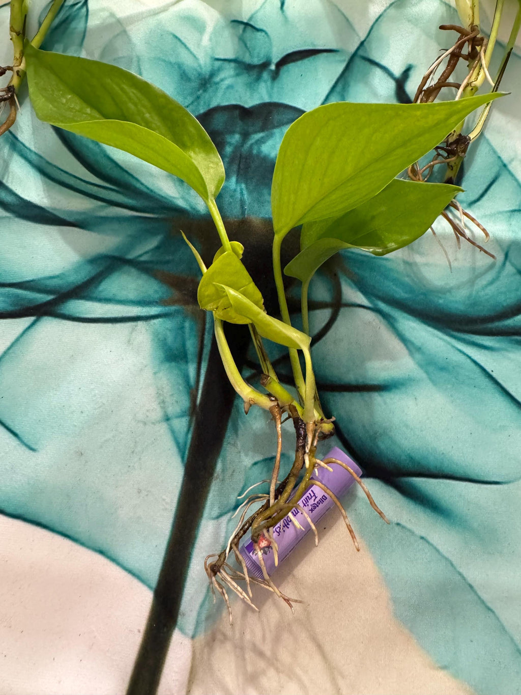 Epipremnum aureum ‘Neon’ | Neon Pothos Unrooted Cutting | Easy Propagation | Bright Trailing Houseplant