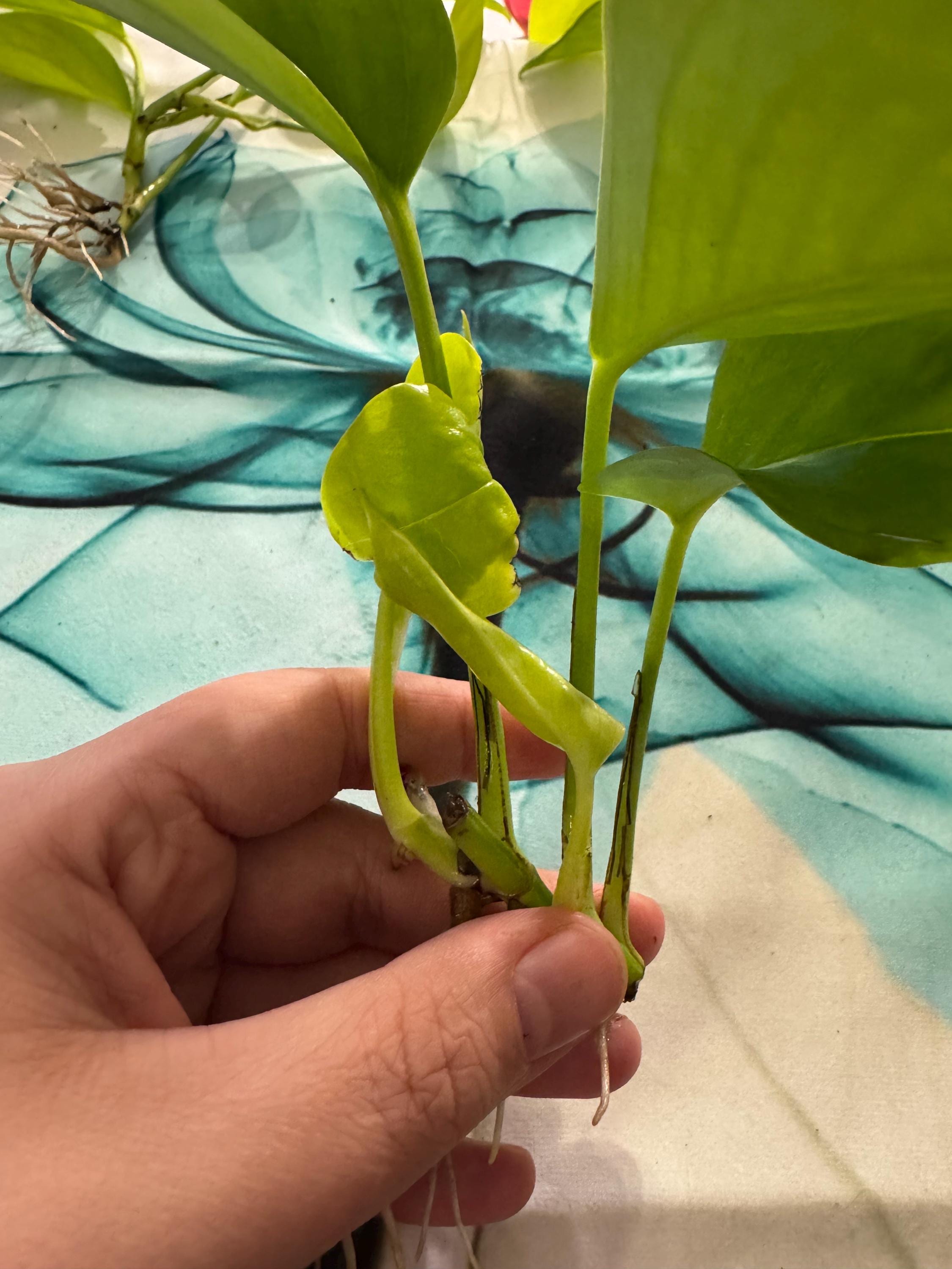 Epipremnum aureum ‘Neon’ | Neon Pothos Unrooted Cutting | Easy Propagation | Bright Trailing Houseplant