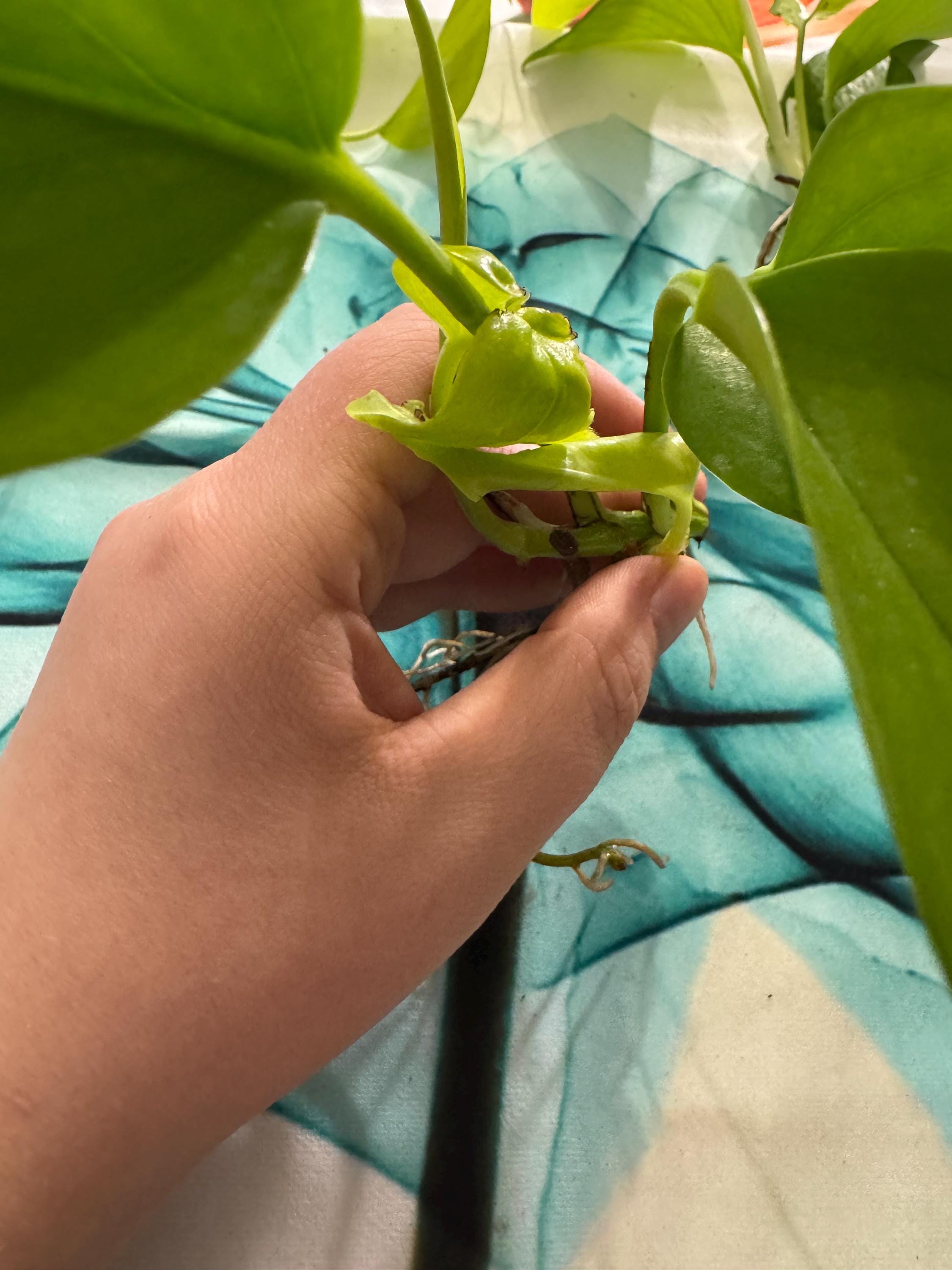 Epipremnum aureum ‘Neon’ | Neon Pothos Unrooted Cutting | Easy Propagation | Bright Trailing Houseplant