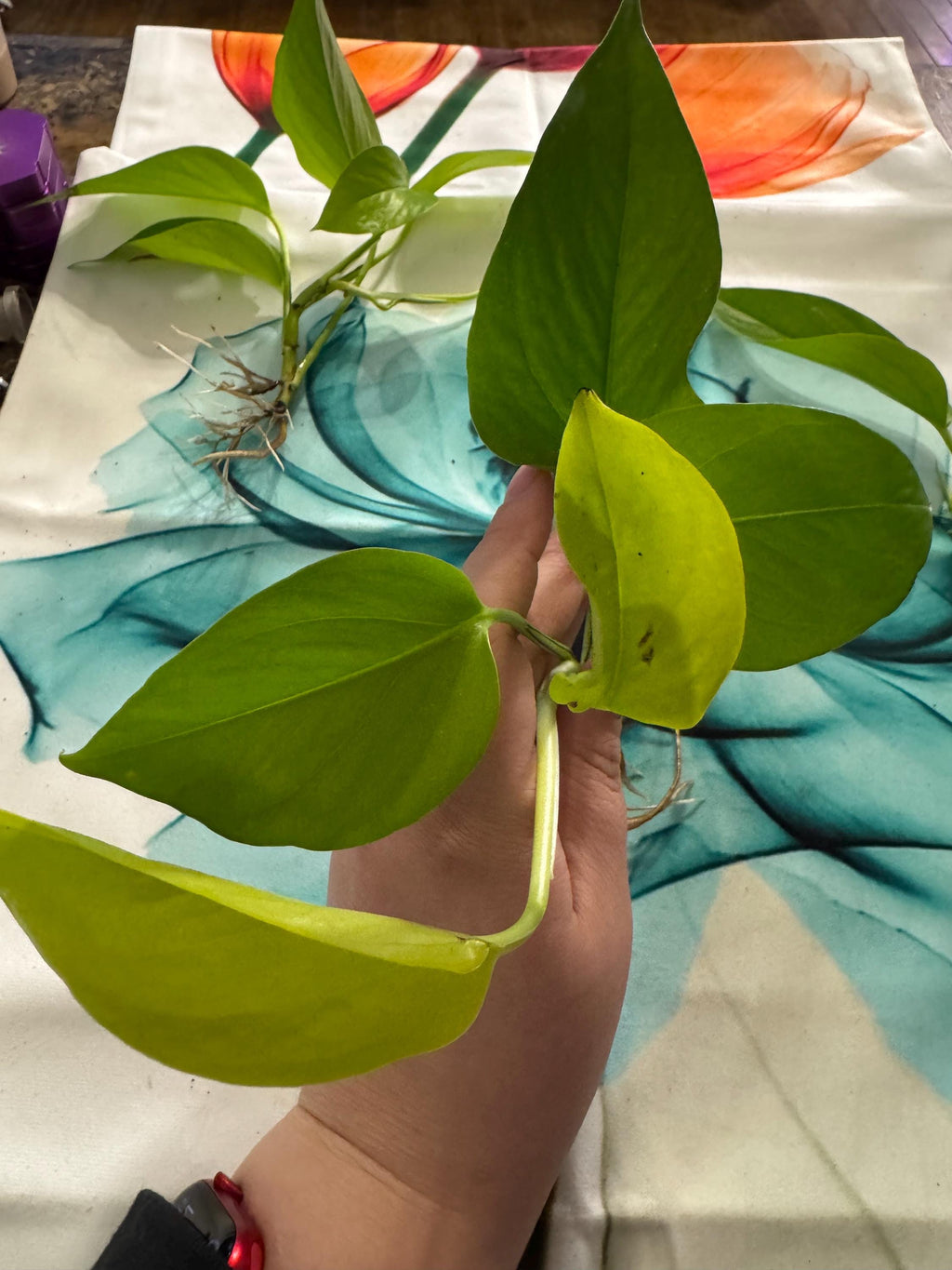 Epipremnum aureum ‘Neon’ | Neon Pothos Unrooted Cutting | Easy Propagation | Bright Trailing Houseplant