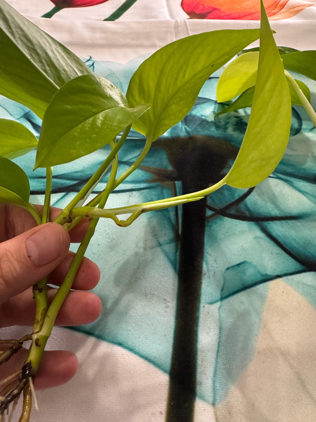 Epipremnum aureum ‘Neon’ | Neon Pothos Unrooted Cutting | Easy Propagation | Bright Trailing Houseplant