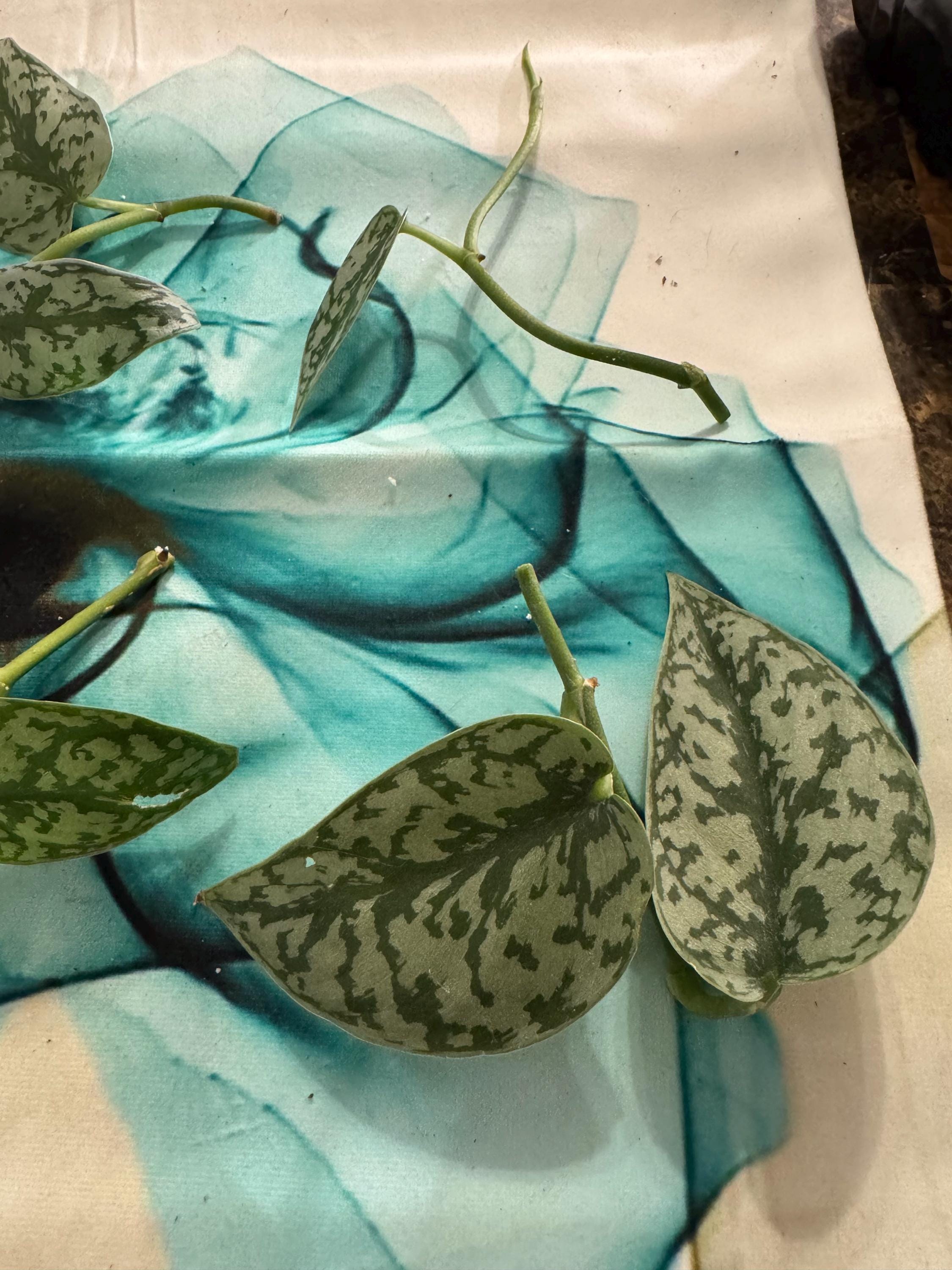 Scindapsus ‘Silver Lady’ | Satin Pothos | Unrooted Cuttings/Propagations