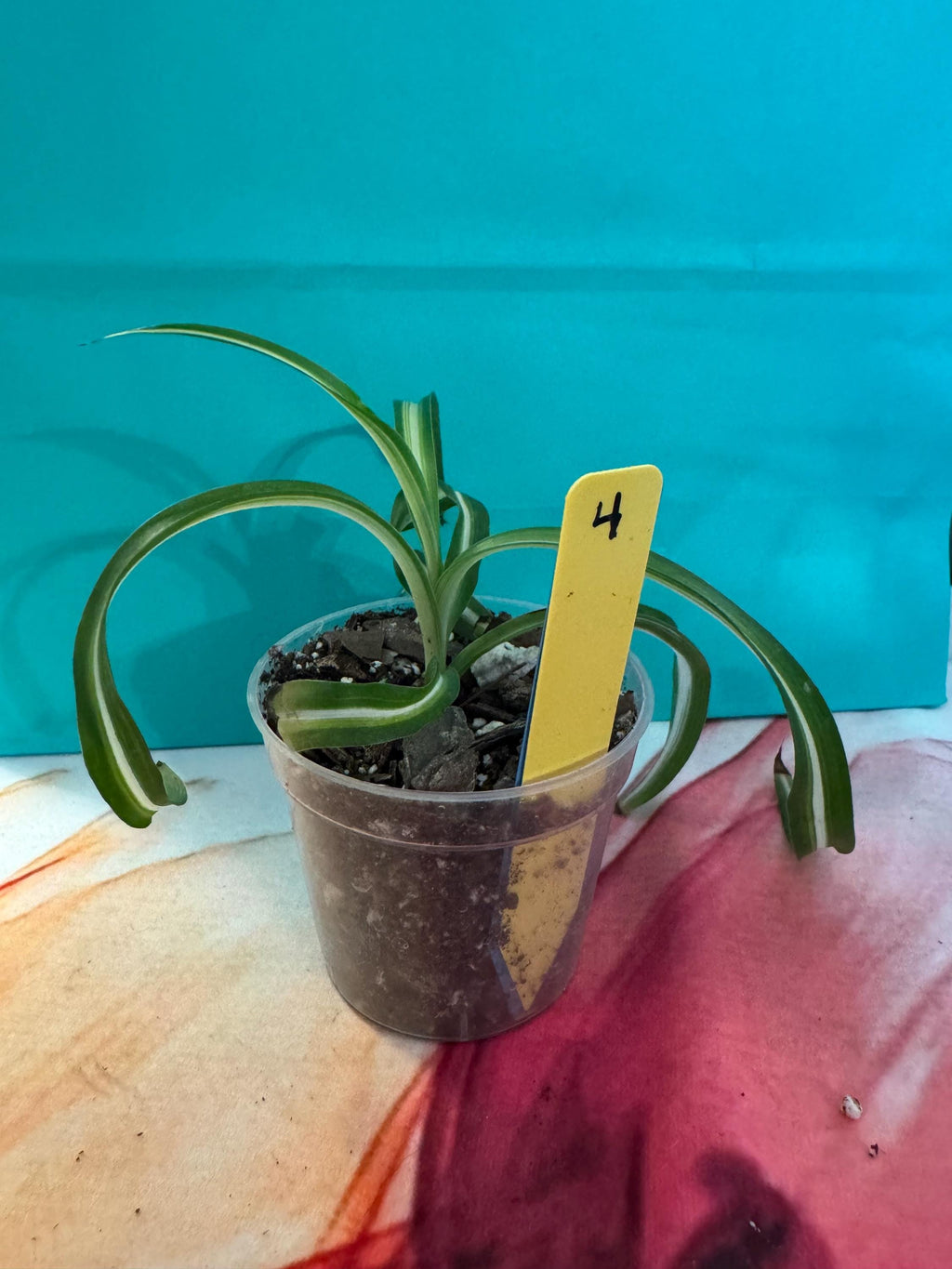Chlorophytum comosum ‘Bonnie’ – Curly Spider Plant Baby – 2.5” Nursery Pot