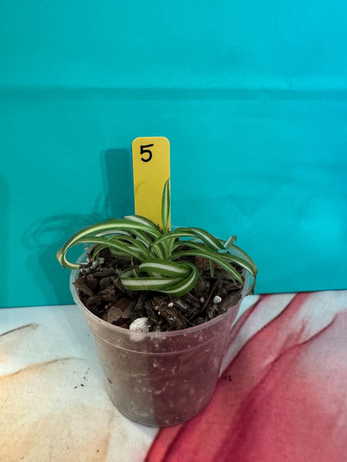 Chlorophytum comosum ‘Bonnie’ – Curly Spider Plant Baby – 2.5” Nursery Pot