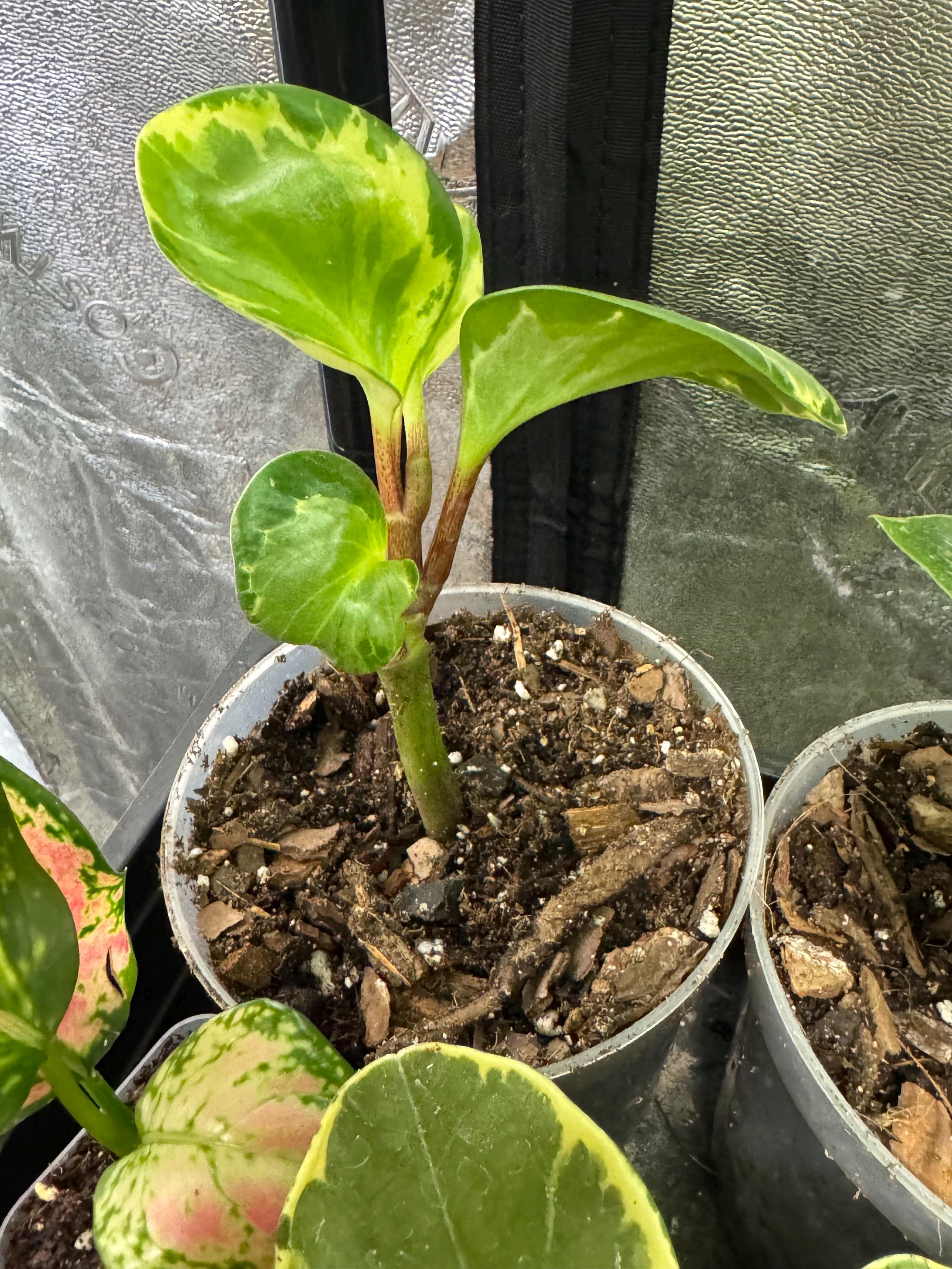 Peperomia obtusifolia | Baby Rubber Plant | 2–3” Clear Nursery Pot