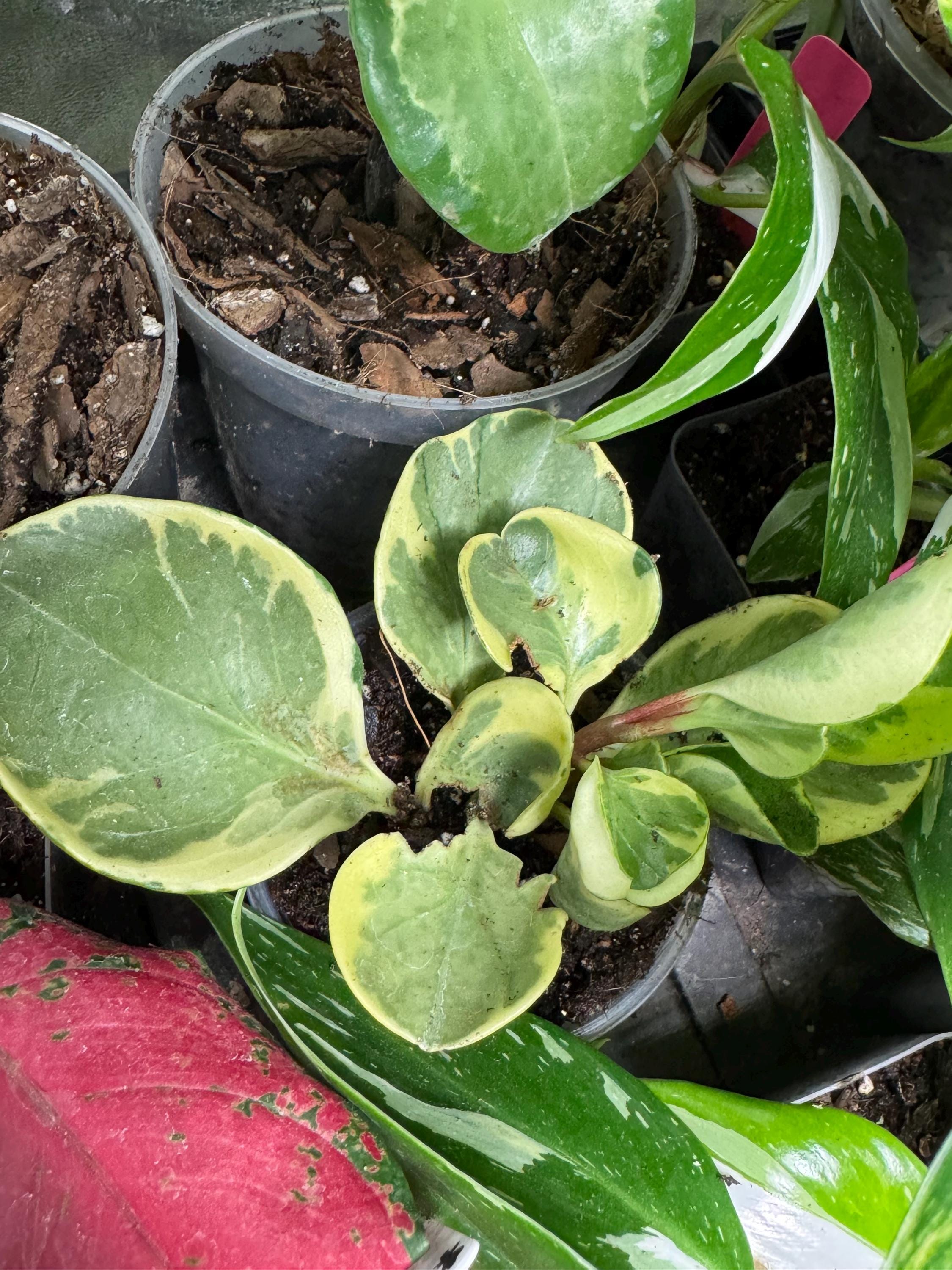 Peperomia obtusifolia | Baby Rubber Plant | 2–3” Clear Nursery Pot