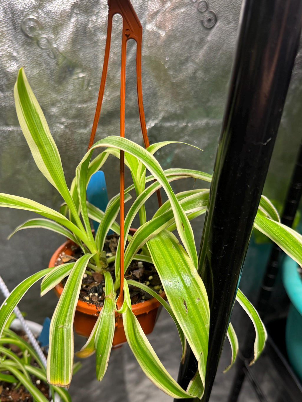 Chlorophytum comosum | Variegated Spider Plant | Various Sizes | Clear Nursery Pot | Healthy Roots | Air Purifying