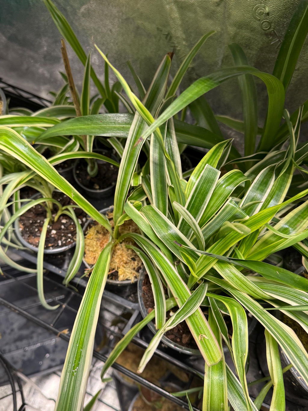 Chlorophytum comosum | Variegated Spider Plant | Various Sizes | Clear Nursery Pot | Healthy Roots | Air Purifying