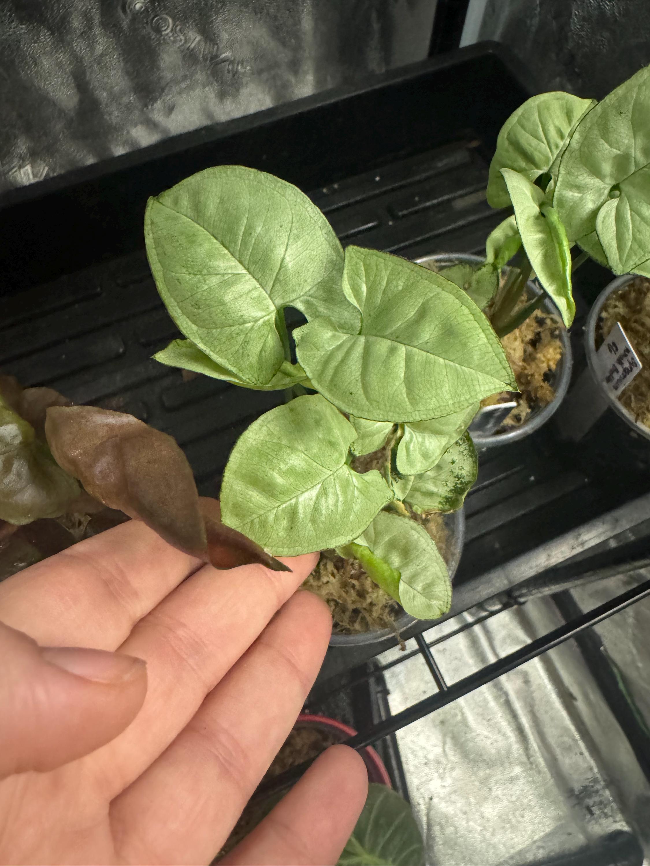 Mystery Mini Houseplant | Surprise Easy-Care Tropical or Succulent Plant | 2-3” Clear Nursery Pot