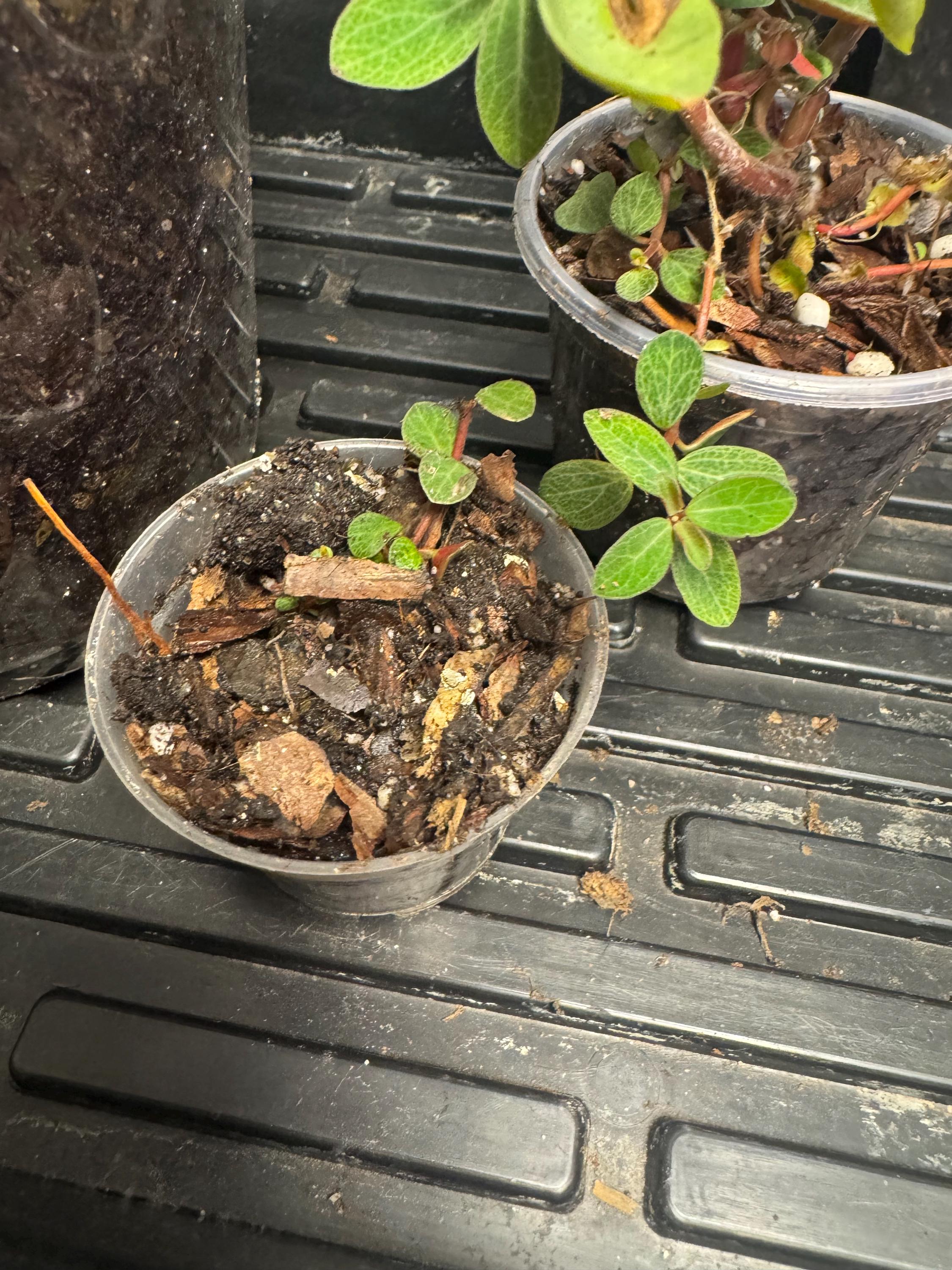 Mystery Mini Houseplant | Surprise Easy-Care Tropical or Succulent Plant | 2-3” Clear Nursery Pot