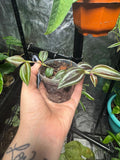 Mystery Mini Houseplant | Surprise Easy-Care Tropical or Succulent Plant | 2-3” Clear Nursery Pot
