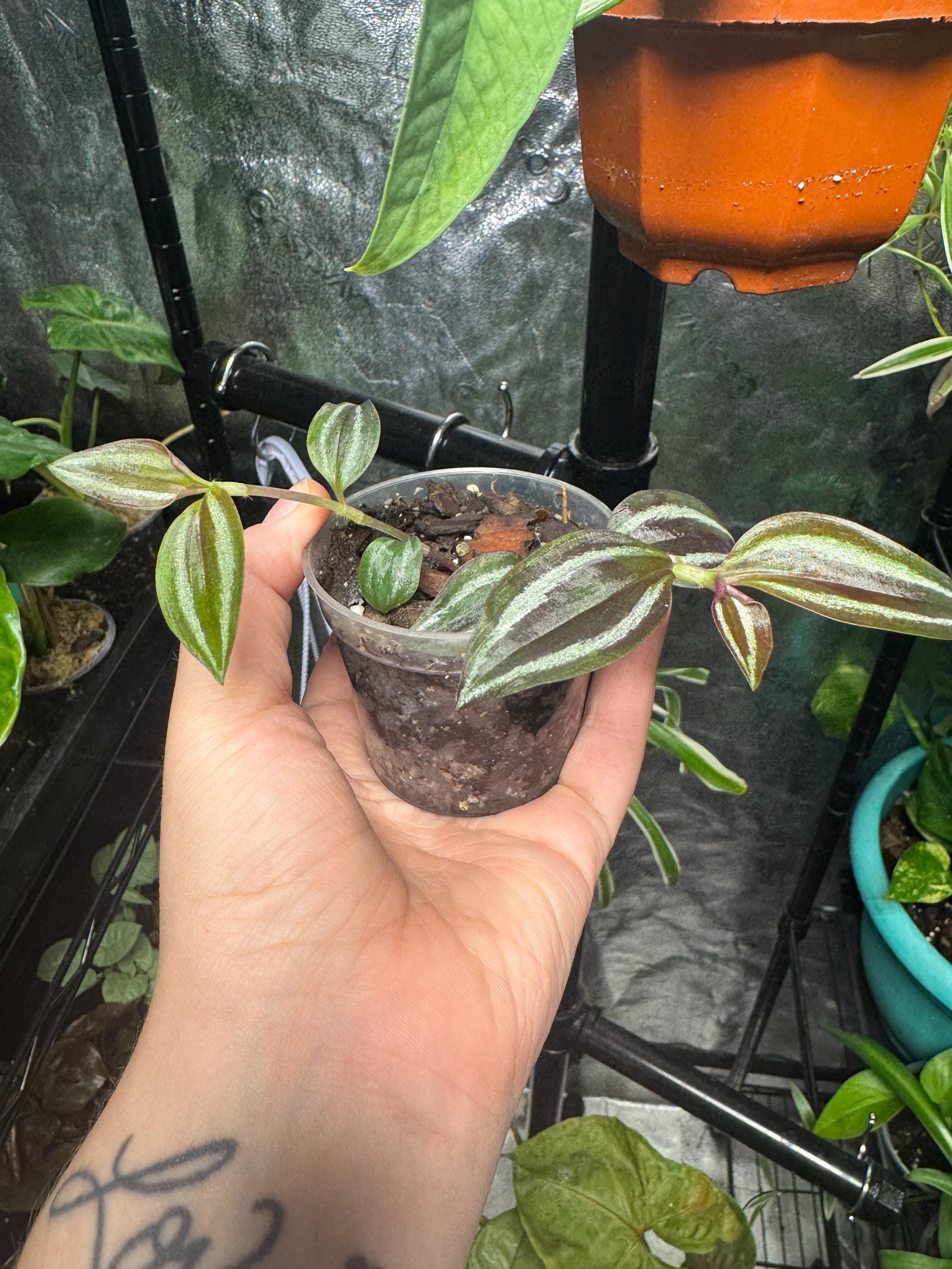 Mystery Mini Houseplant | Surprise Easy-Care Tropical or Succulent Plant | 2-3” Clear Nursery Pot