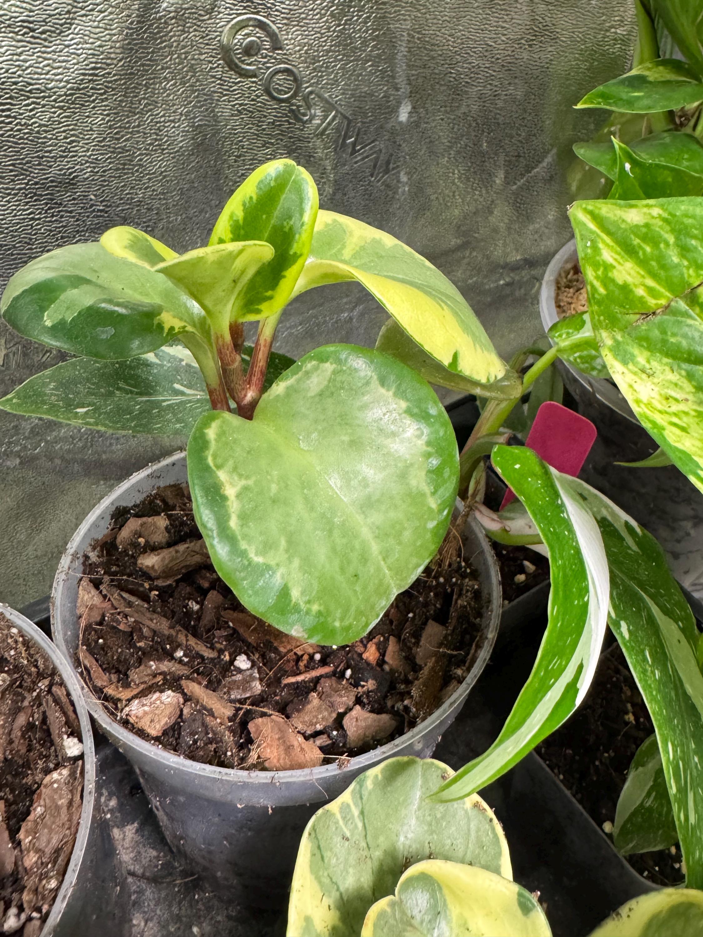 Peperomia obtusifolia | Baby Rubber Plant | 2–3” Clear Nursery Pot