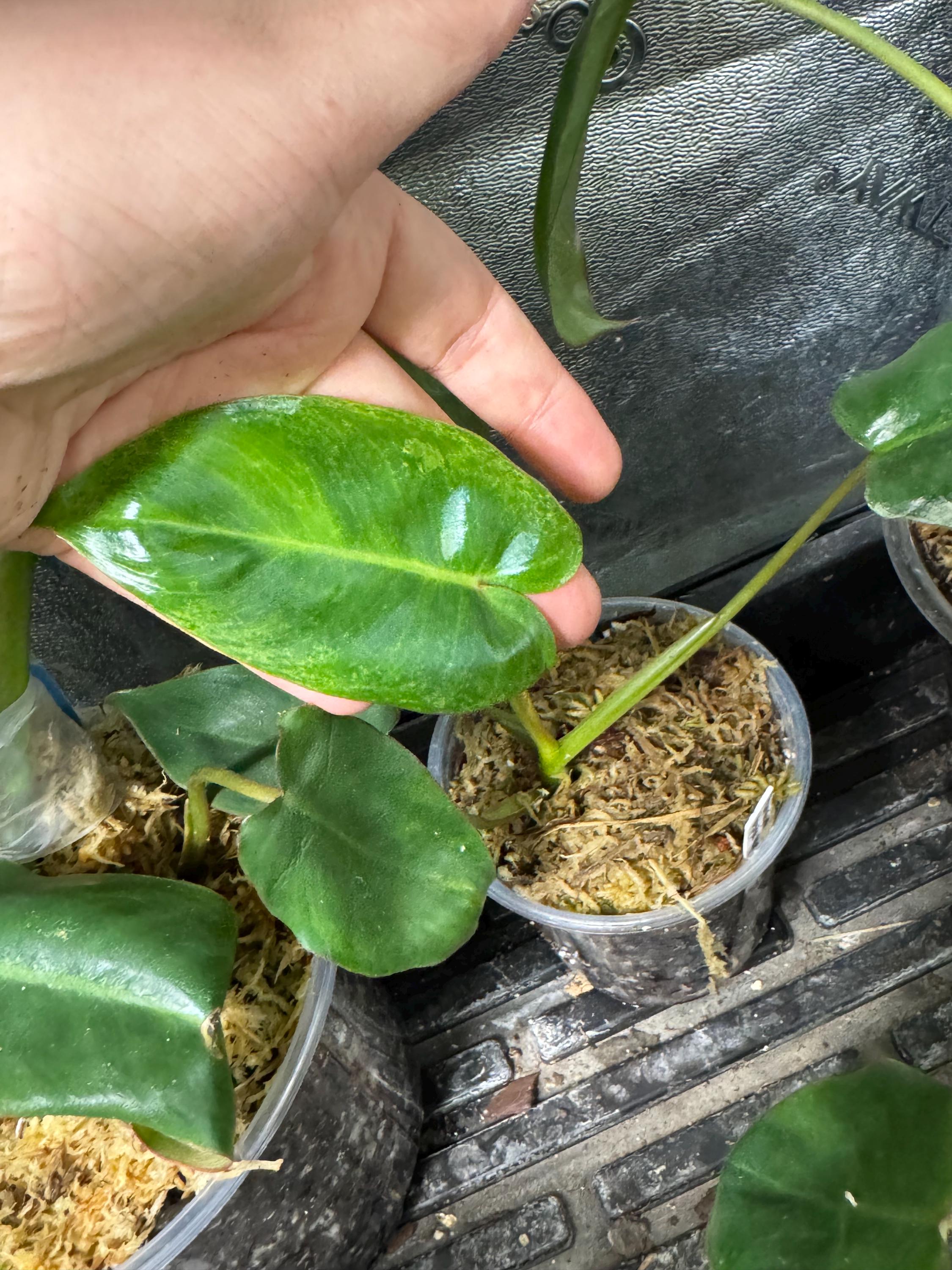 Philodendron Paraiso verde variegata | Tropical Aroid Houseplant | Fast Growing | Easy Care