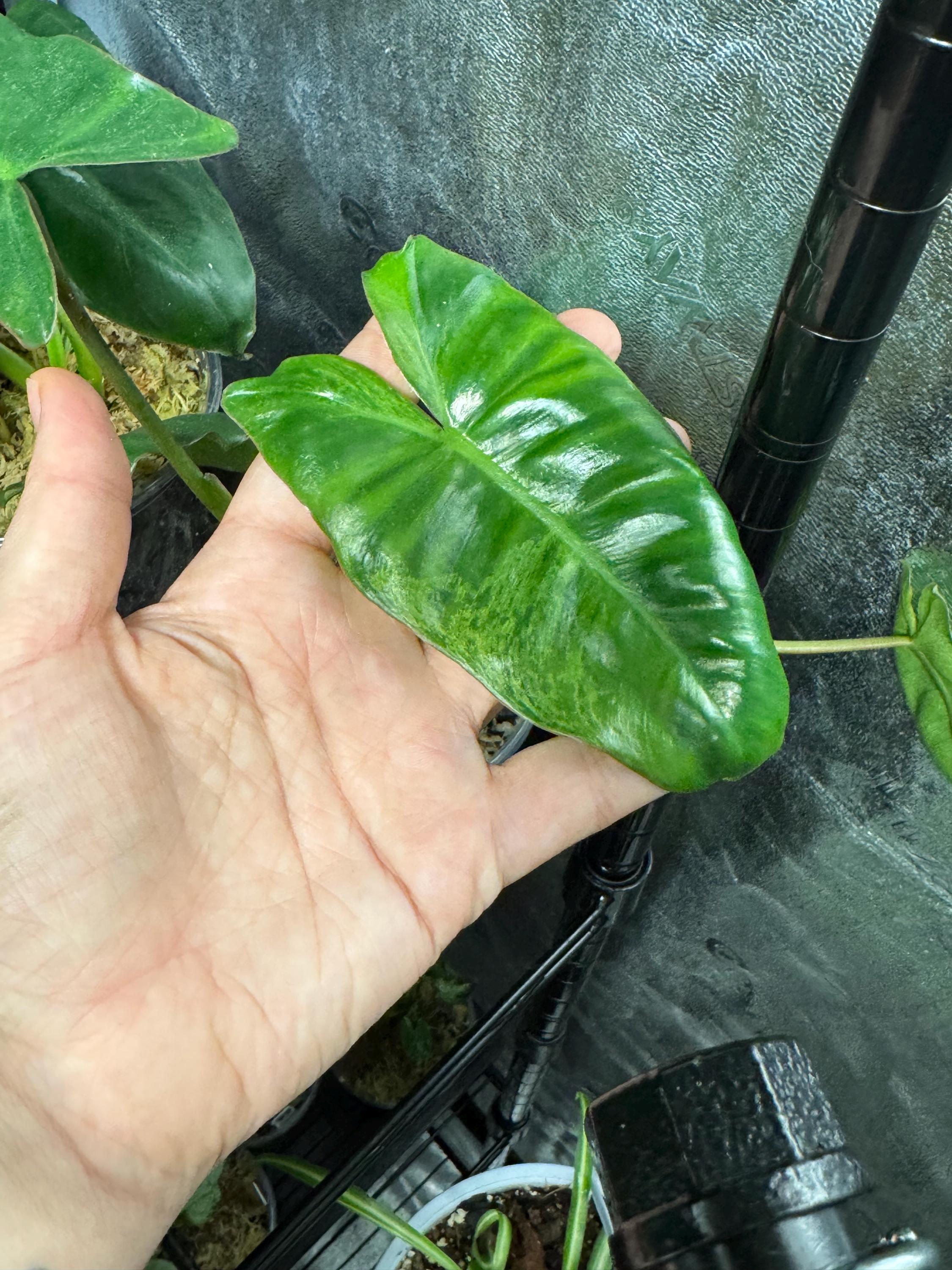 Philodendron Paraiso verde variegata | Tropical Aroid Houseplant | Fast Growing | Easy Care