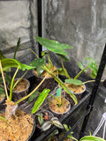 Philodendron Paraiso verde variegata | Tropical Aroid Houseplant | Fast Growing | Easy Care