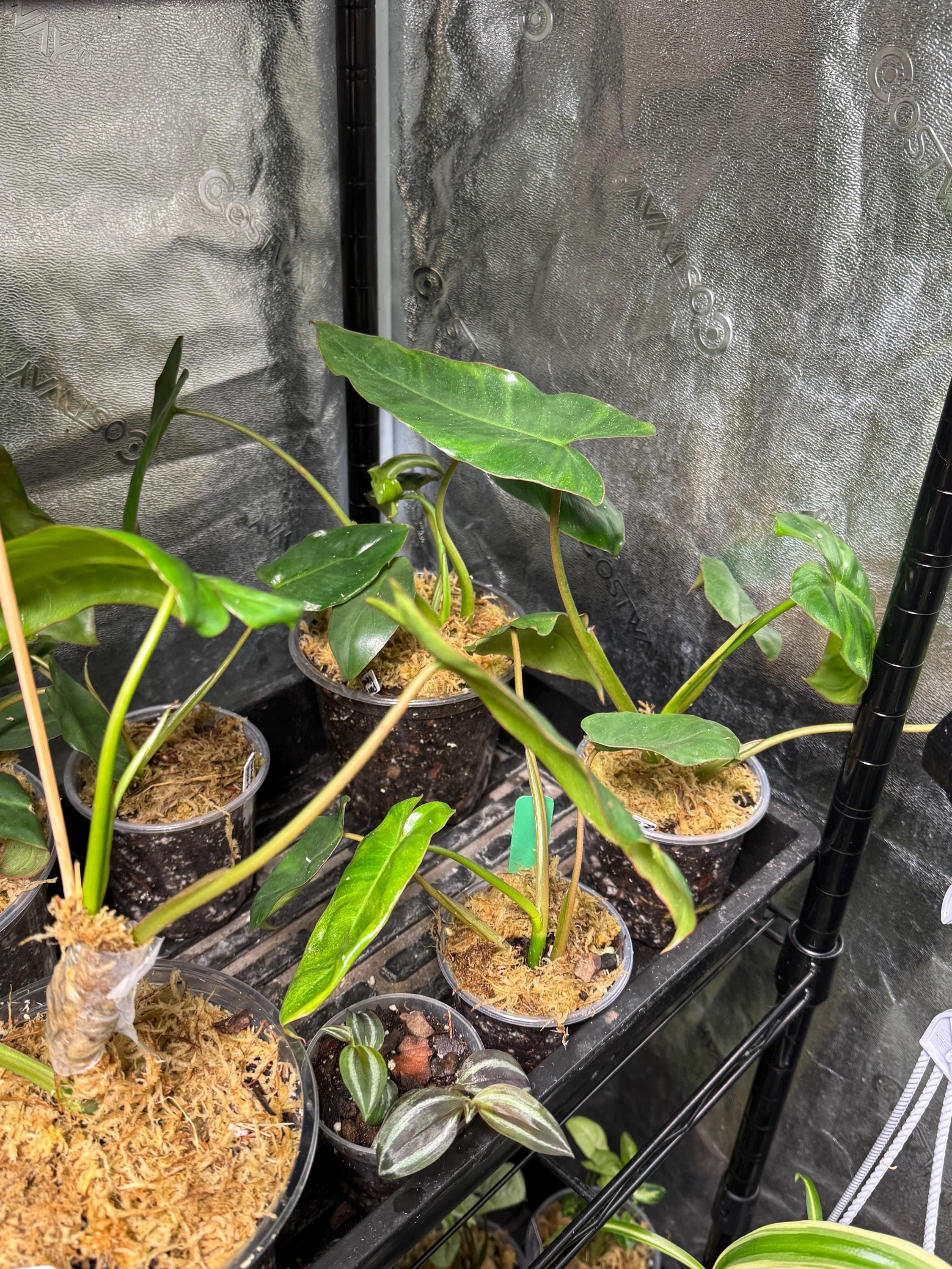 Philodendron Paraiso verde variegata | Tropical Aroid Houseplant | Fast Growing | Easy Care