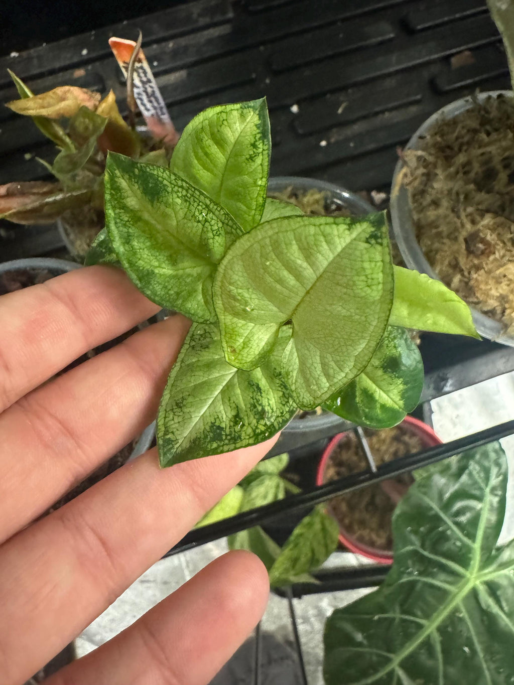 Mystery Mini Houseplant | Surprise Easy-Care Tropical or Succulent Plant | 2-3” Clear Nursery Pot