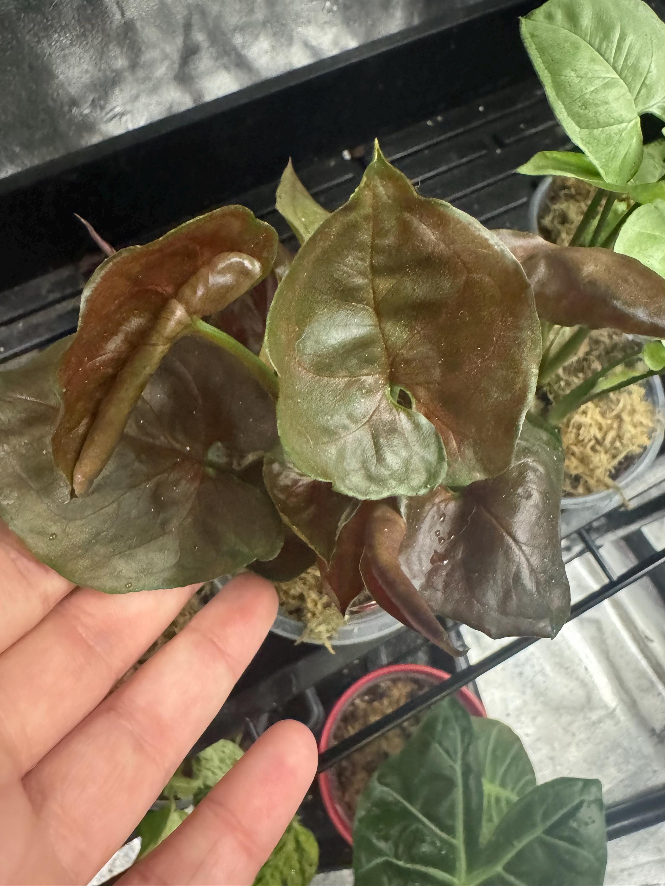 Mystery Mini Houseplant | Surprise Easy-Care Tropical or Succulent Plant | 2-3” Clear Nursery Pot