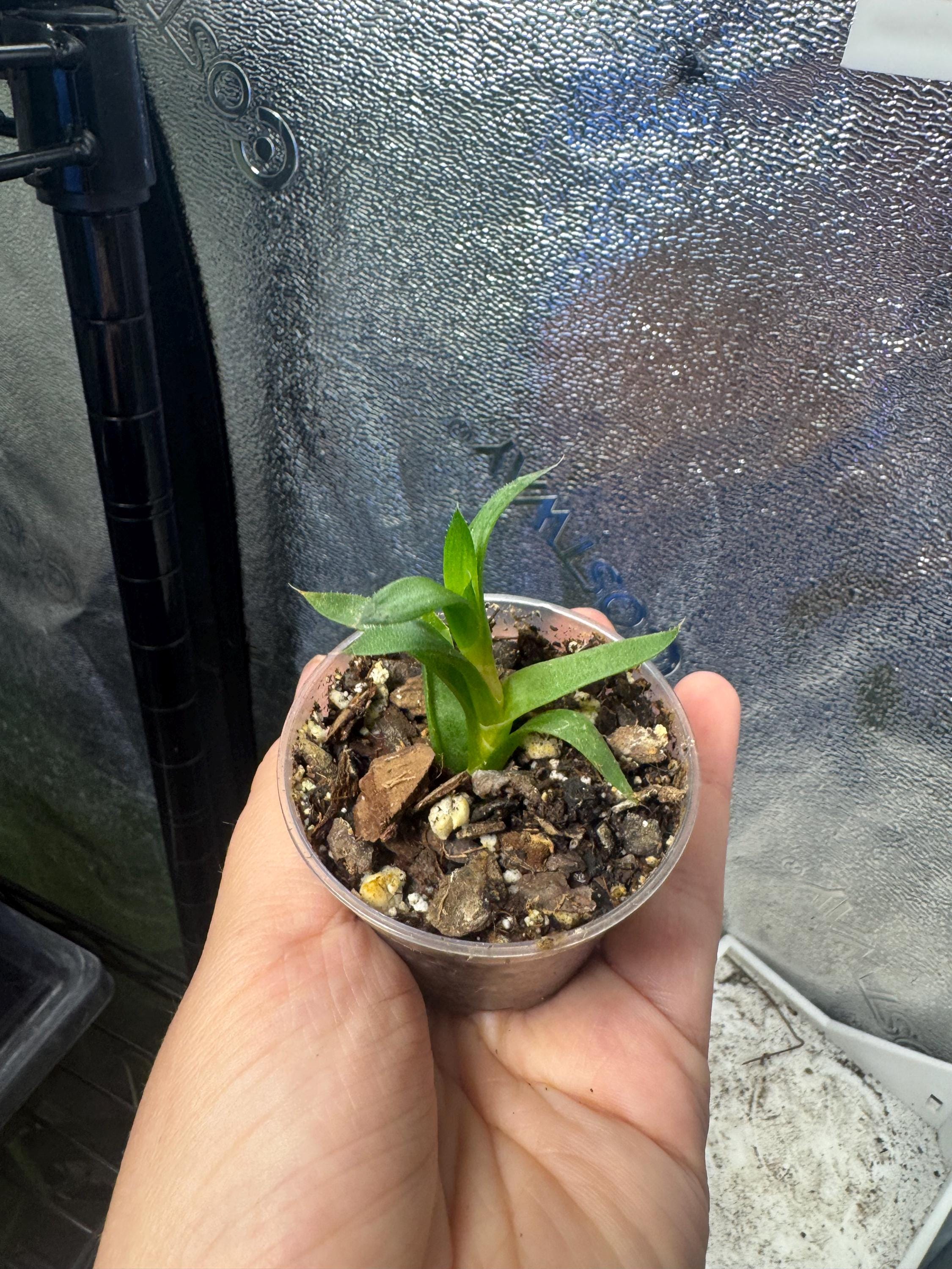 Mystery Mini Houseplant | Surprise Easy-Care Tropical or Succulent Plant | 2-3” Clear Nursery Pot