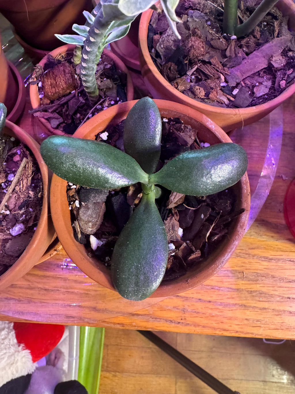 Mystery Mini Houseplant | Surprise Easy-Care Tropical or Succulent Plant | 2-3” Clear Nursery Pot