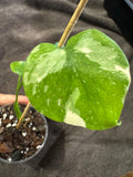 Monstera Thai Constellation Plantlet | Stable & Rooted | 4” Clear Nursery Pot | Variegated | Fast-Growing Houseplant