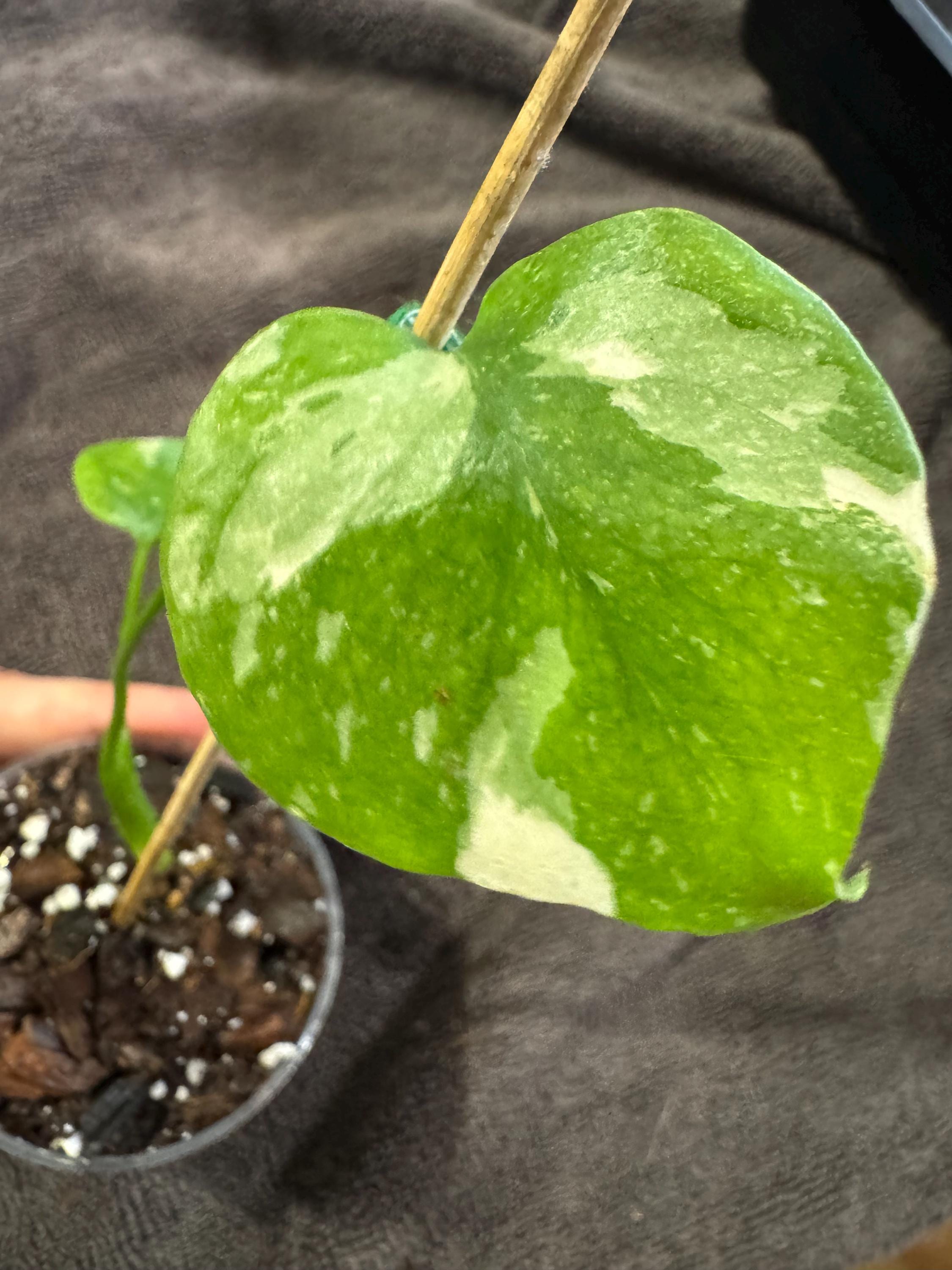 Monstera Thai Constellation Plantlet | Stable & Rooted | 4” Clear Nursery Pot | Variegated | Fast-Growing Houseplant