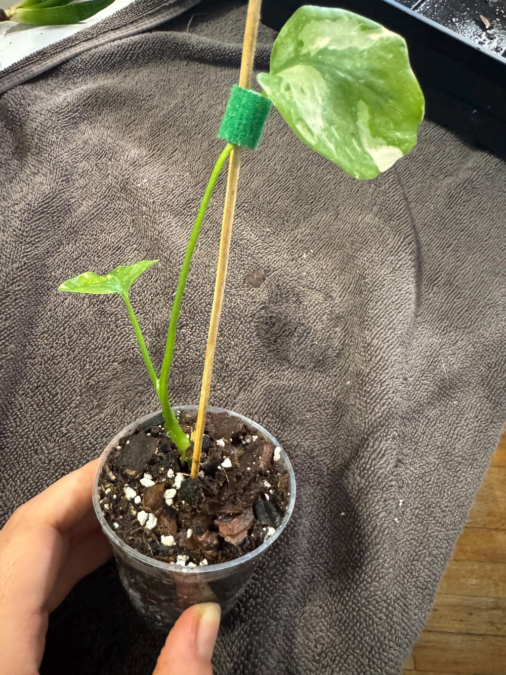 Monstera Thai Constellation Plantlet | Stable & Rooted | 4” Clear Nursery Pot | Variegated | Fast-Growing Houseplant