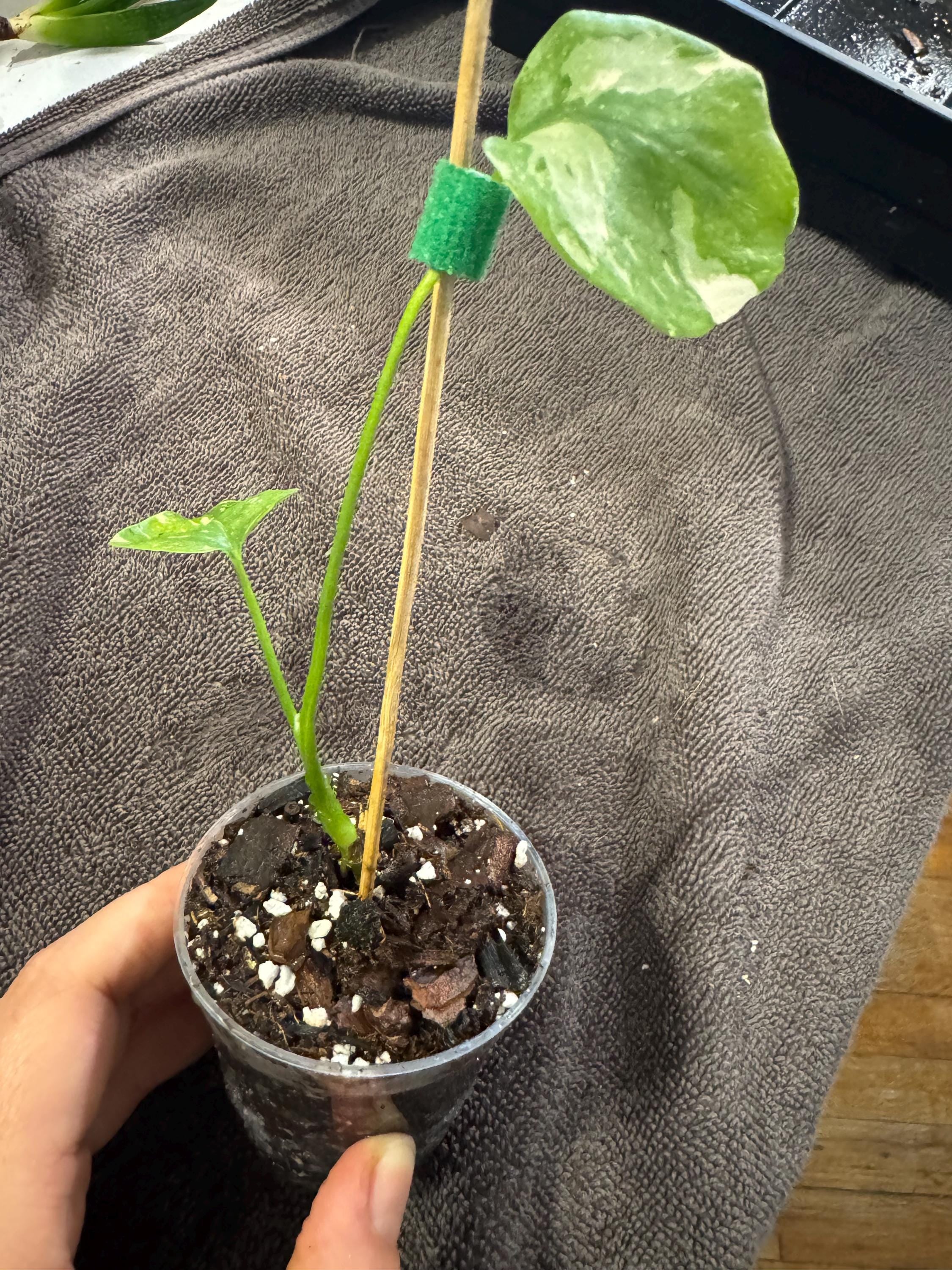 Monstera Thai Constellation Plantlet | Stable & Rooted | 4” Clear Nursery Pot | Variegated | Fast-Growing Houseplant
