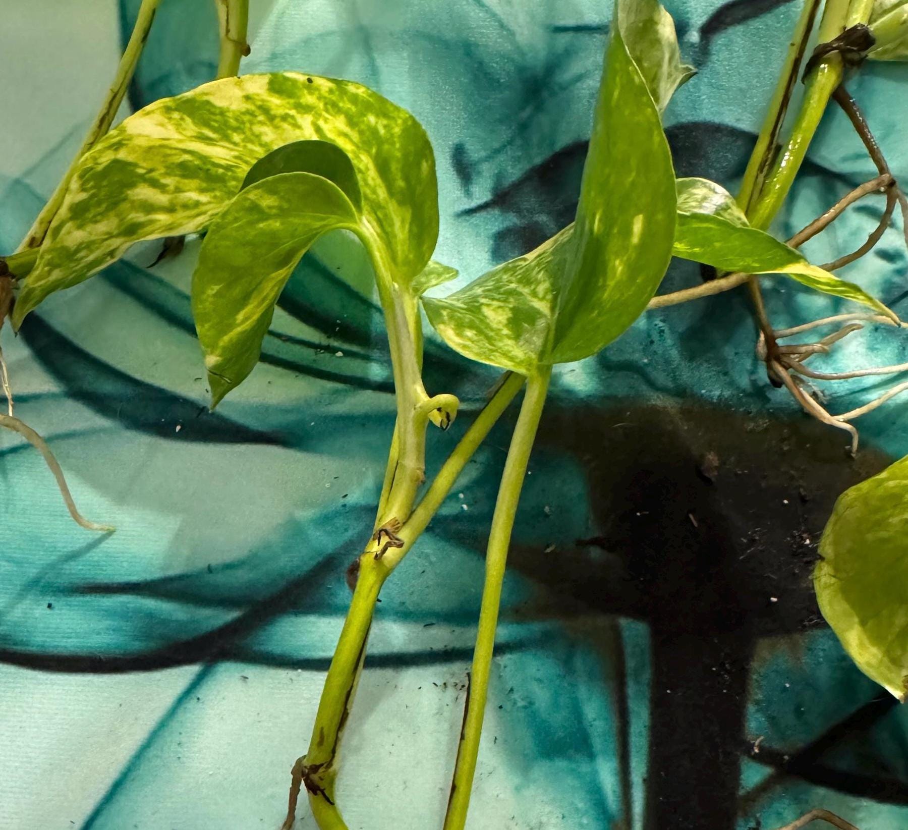 Epipremnum aureum ‘Golden’ | Golden Pothos Unrooted Cutting | Healthy & Thriving | Indoor Propagation