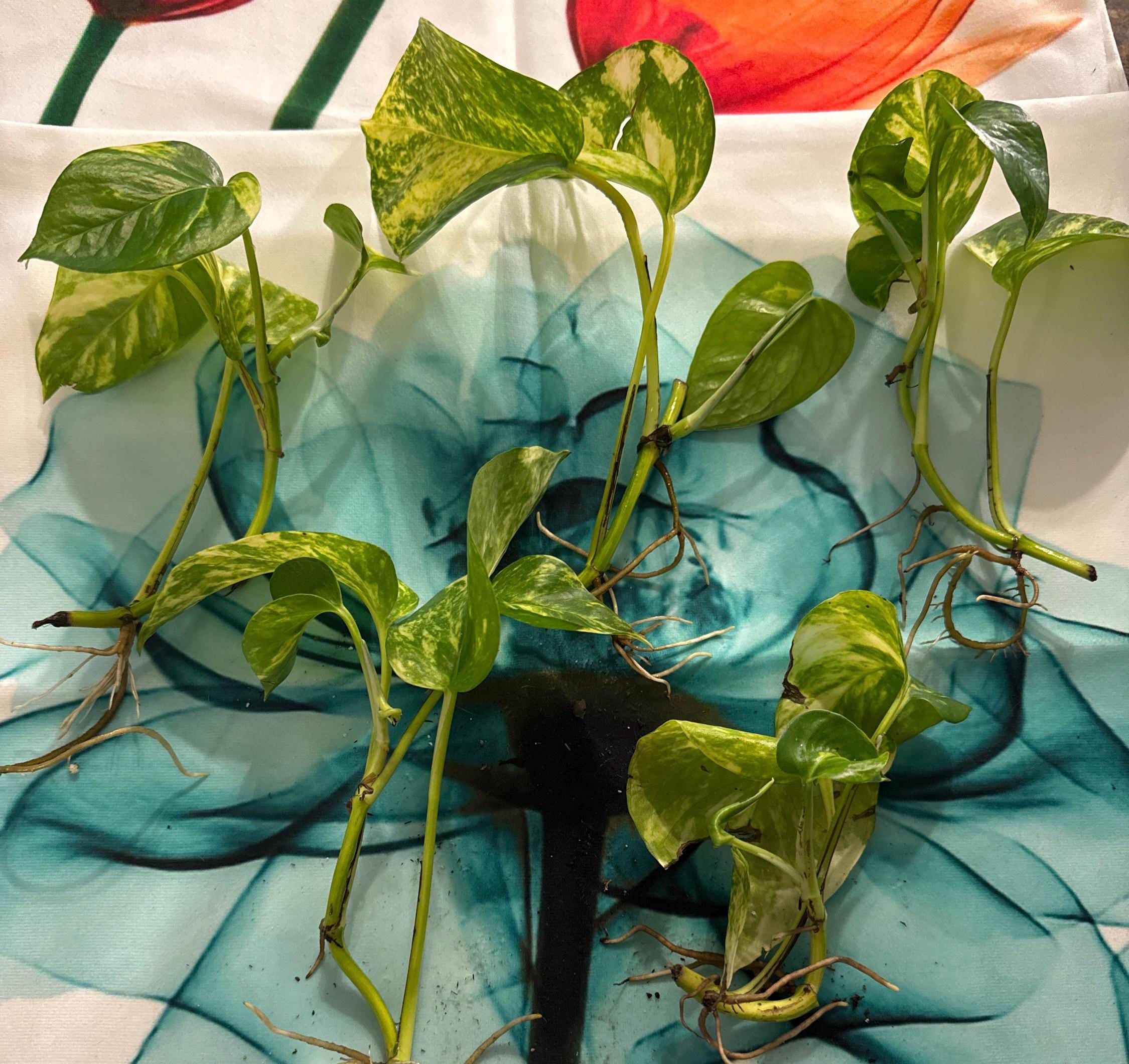 Epipremnum aureum ‘Golden’ | Golden Pothos Unrooted Cutting | Healthy & Thriving | Indoor Propagation