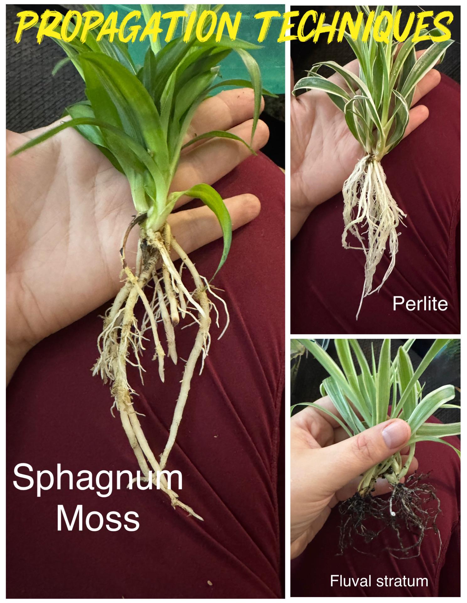 Chlorophytum comosum | Variegated Spider Plant | Various Sizes | Clear Nursery Pot | Healthy Roots | Air Purifying