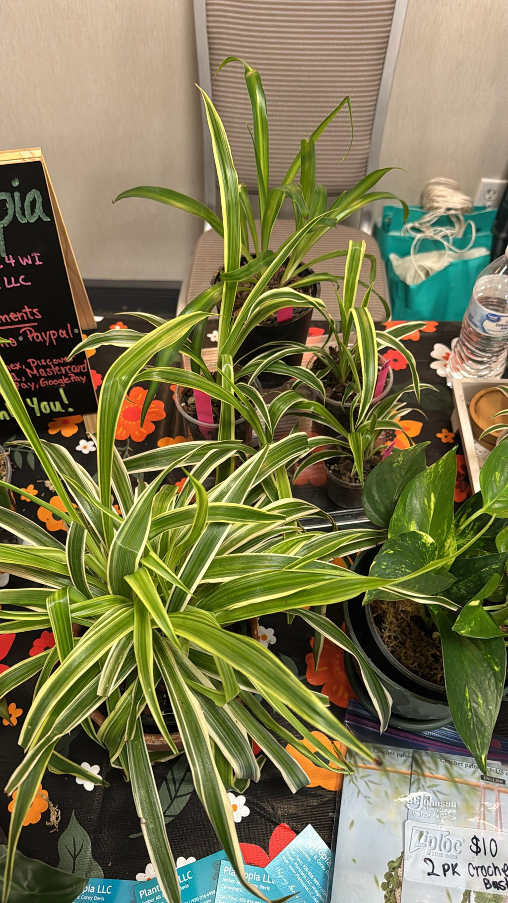 Chlorophytum comosum | Variegated Spider Plant | Various Sizes | Clear Nursery Pot | Healthy Roots | Air Purifying