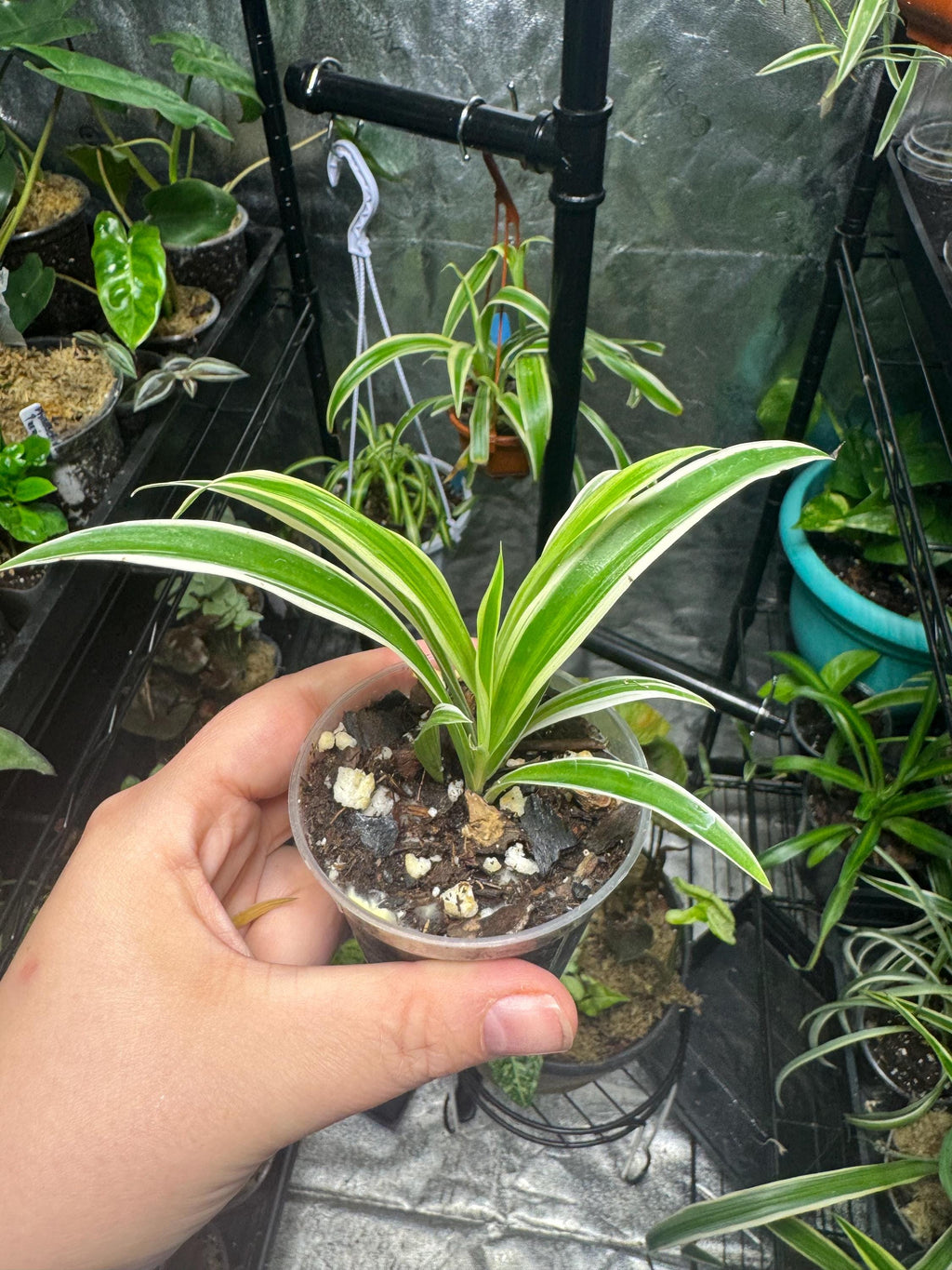 Chlorophytum comosum | Variegated Spider Plant | Various Sizes | Clear Nursery Pot | Healthy Roots | Air Purifying